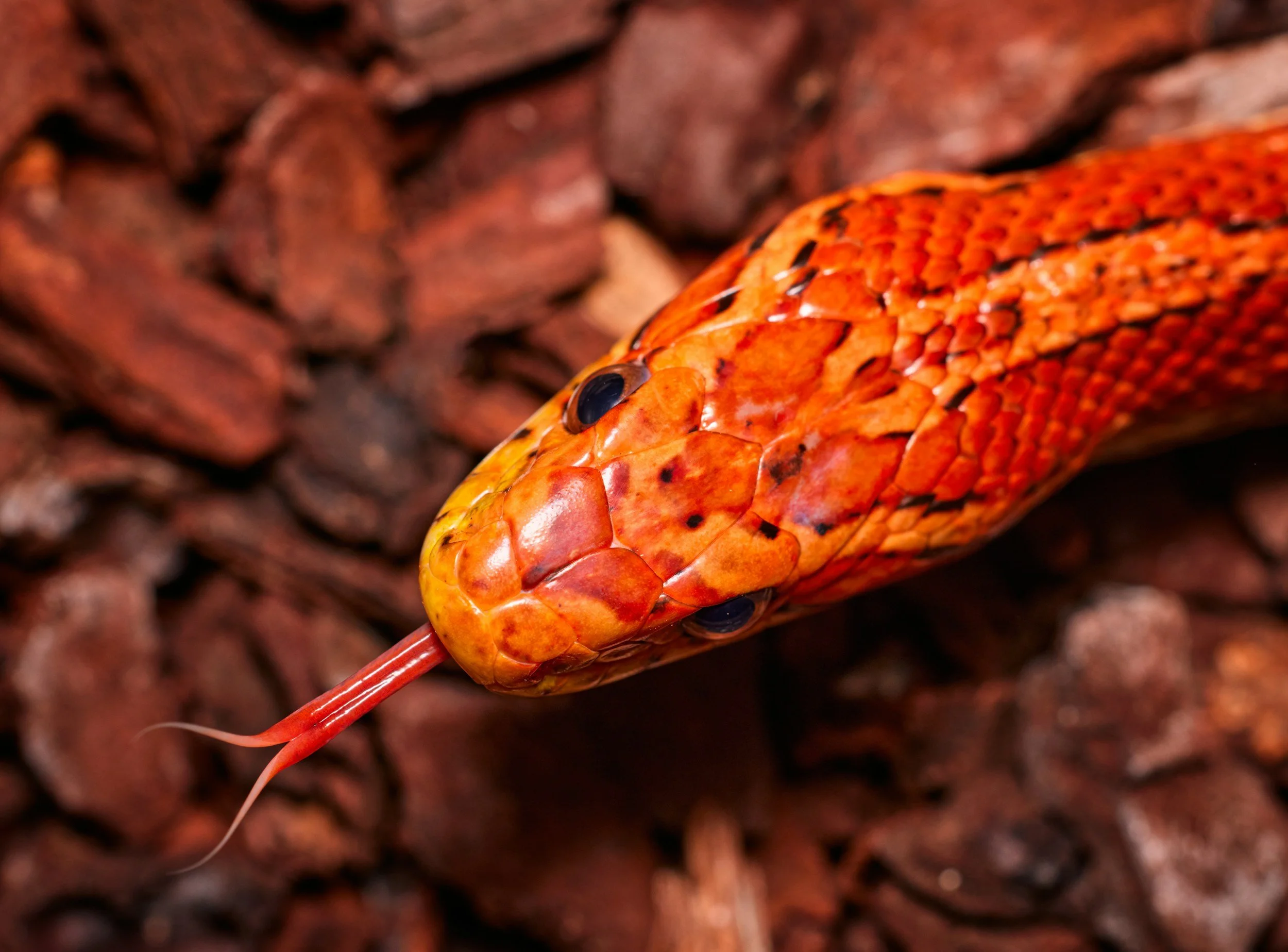 Why do Snakes Flick Out Their Tongue?