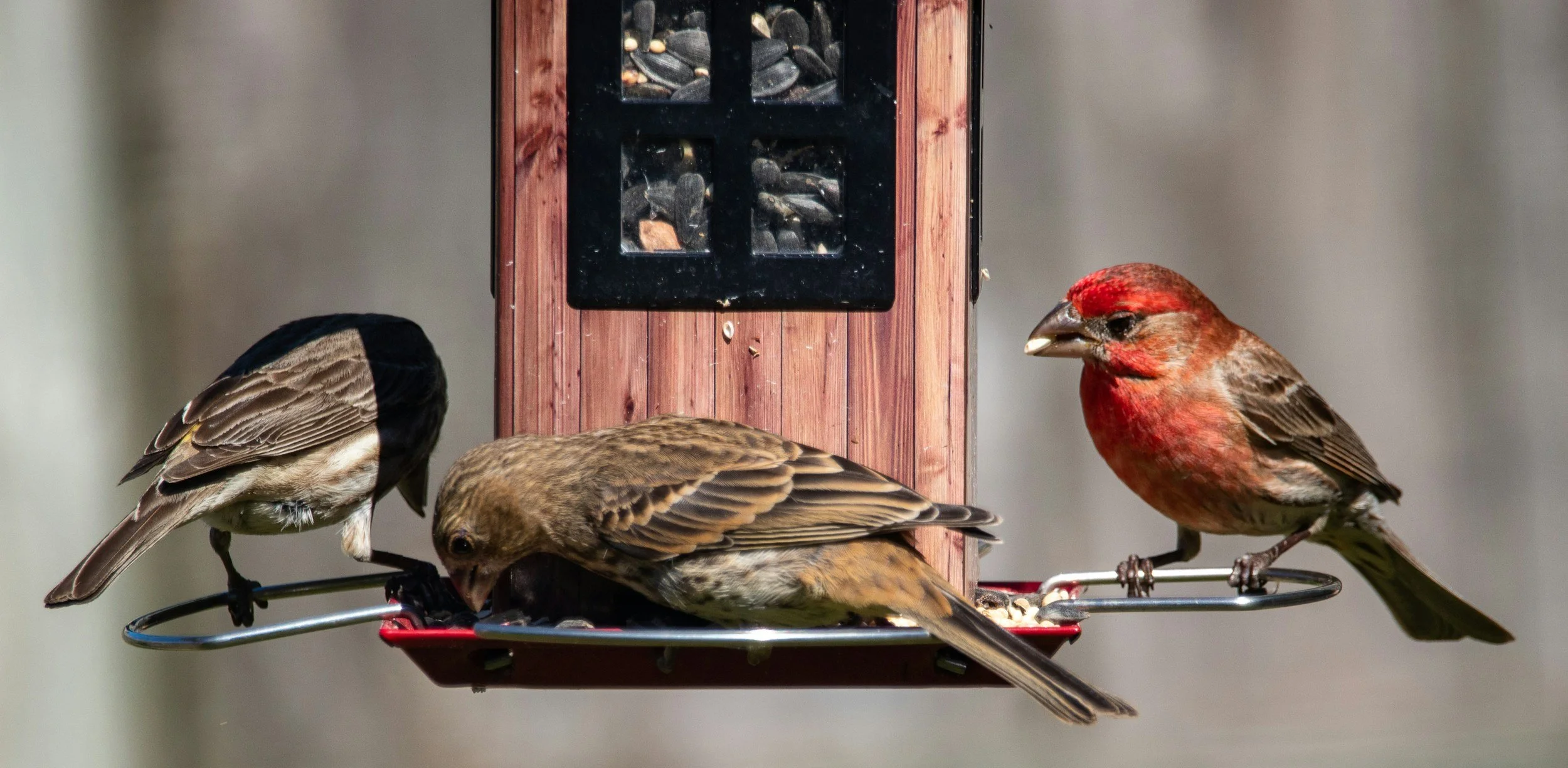 Can Birdwatching Change Your Brain? 