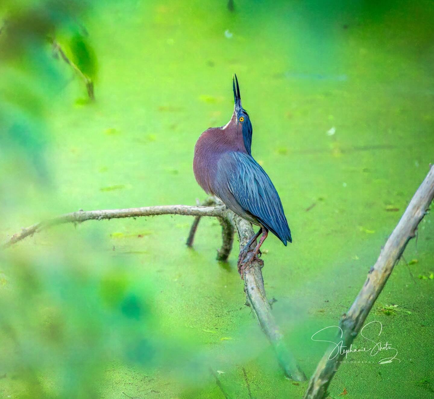 It&rsquo;s fair to say I&rsquo;ve been a bit of a bird brain as of late. 🤷🏻&zwj;♀️ Meet my little Green Heron friend, though I can&rsquo;t really see why he&rsquo;s called a green. Looks spectacularly blueish-purplish to me! 
💙💜💚