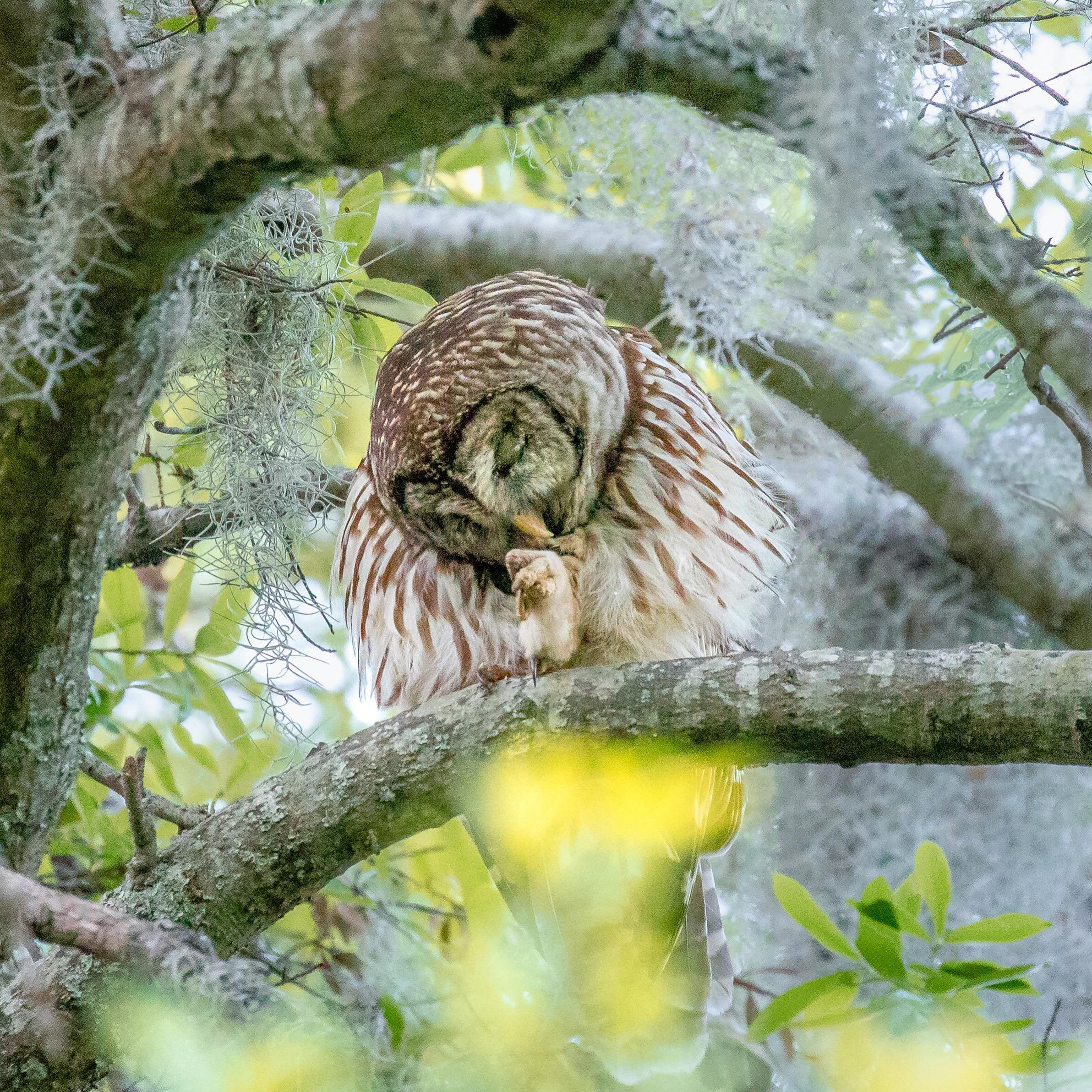 On this evening I was graced with not just one, but two Barred Owls having a conversation high up in the towering cypress. It went something like this. Rosie says to John, &ldquo;yes my love, you look dapper tonight but you really should trim those n