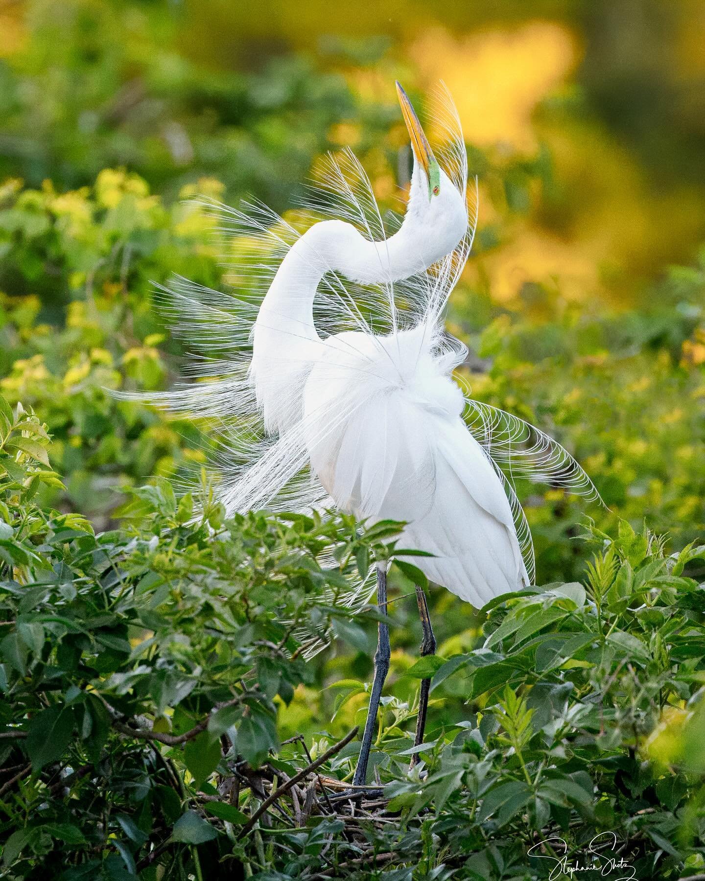Found my self in what could possibly be one of the most beautiful places on this earth. Or at least maybe South Carolina! This momma egret had me completely mesmerized with her full breeding plumage and sexy dance moves. Carefully tucked beneath her 