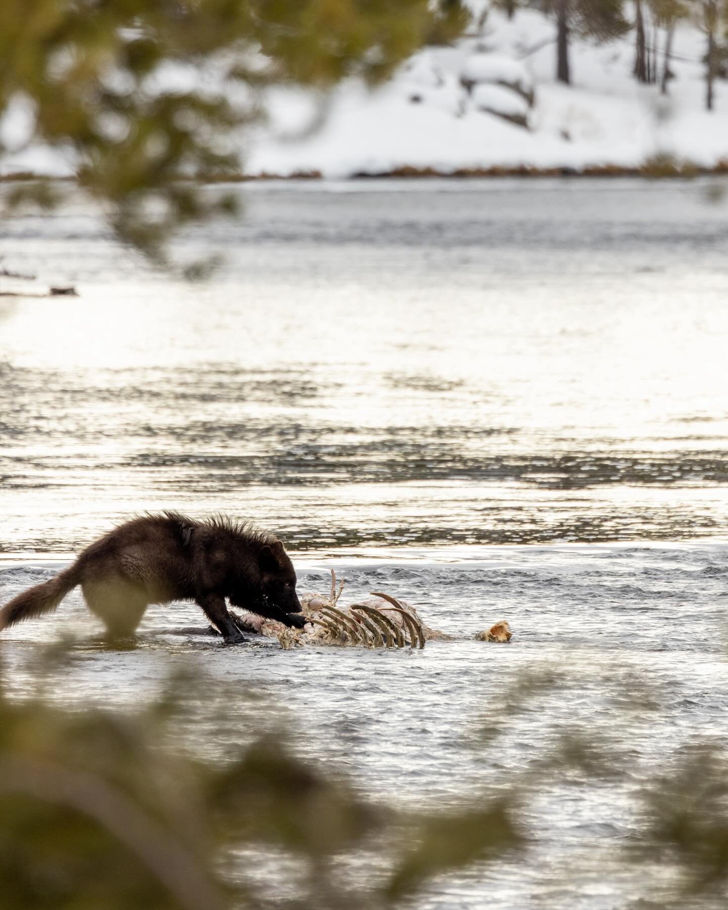 On day two in the park we found this young Wapiti wolf pup had returned to the scene of the Bison carcass for an early morning snack. I love how shooting through the trees and toward the light adds to the feeling of mystery and elusiveness of the wol