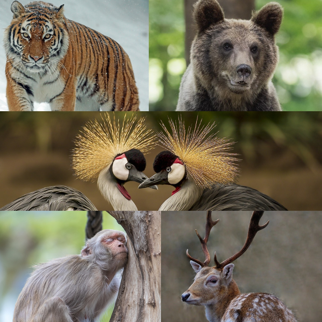 Animal Qigong Banner.png