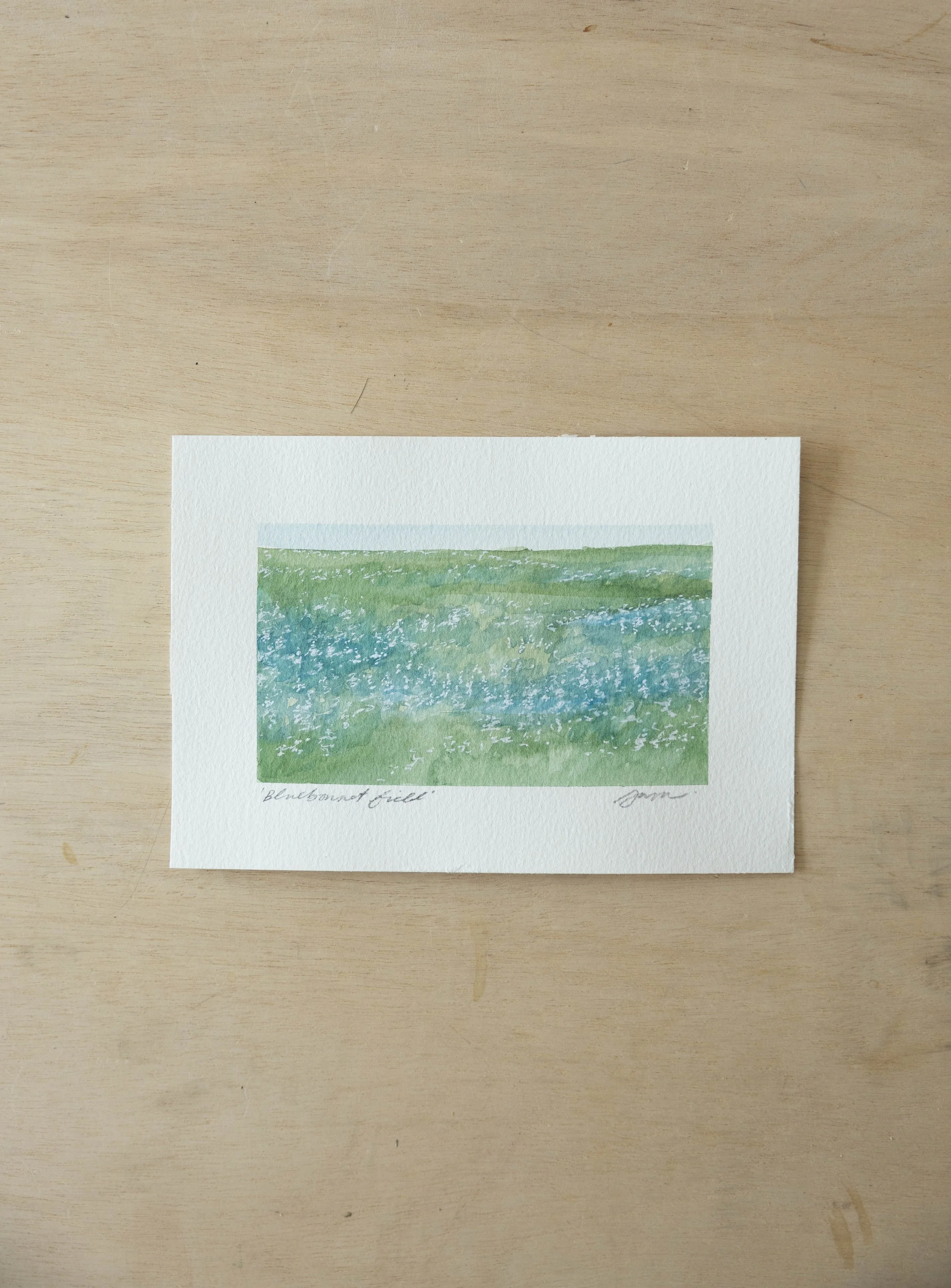 'Bluebonnet Field'