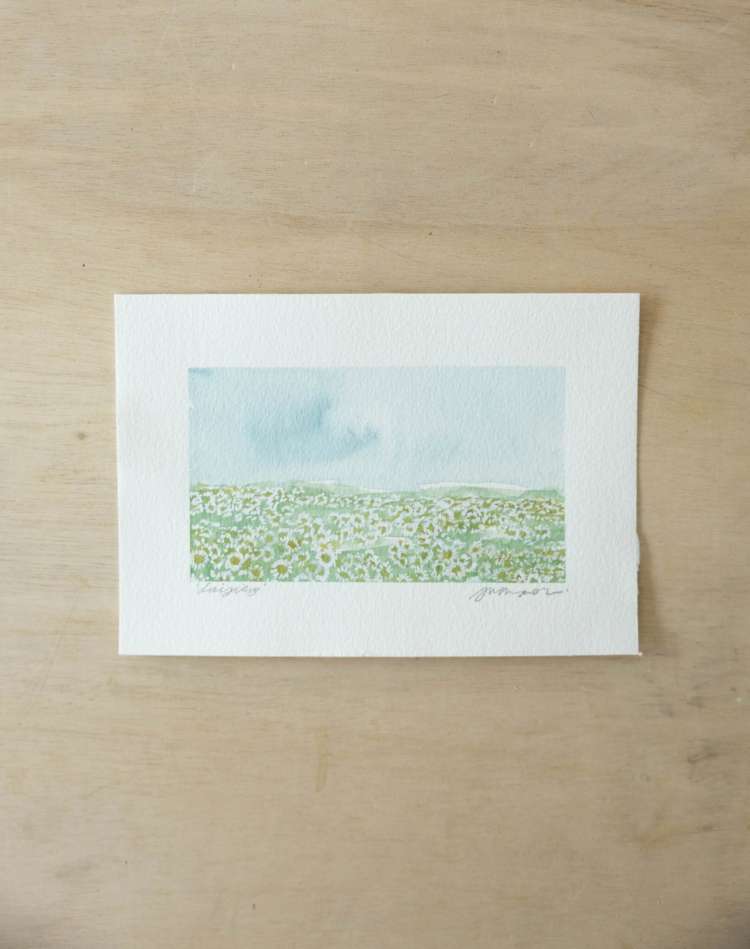 'Daisies'