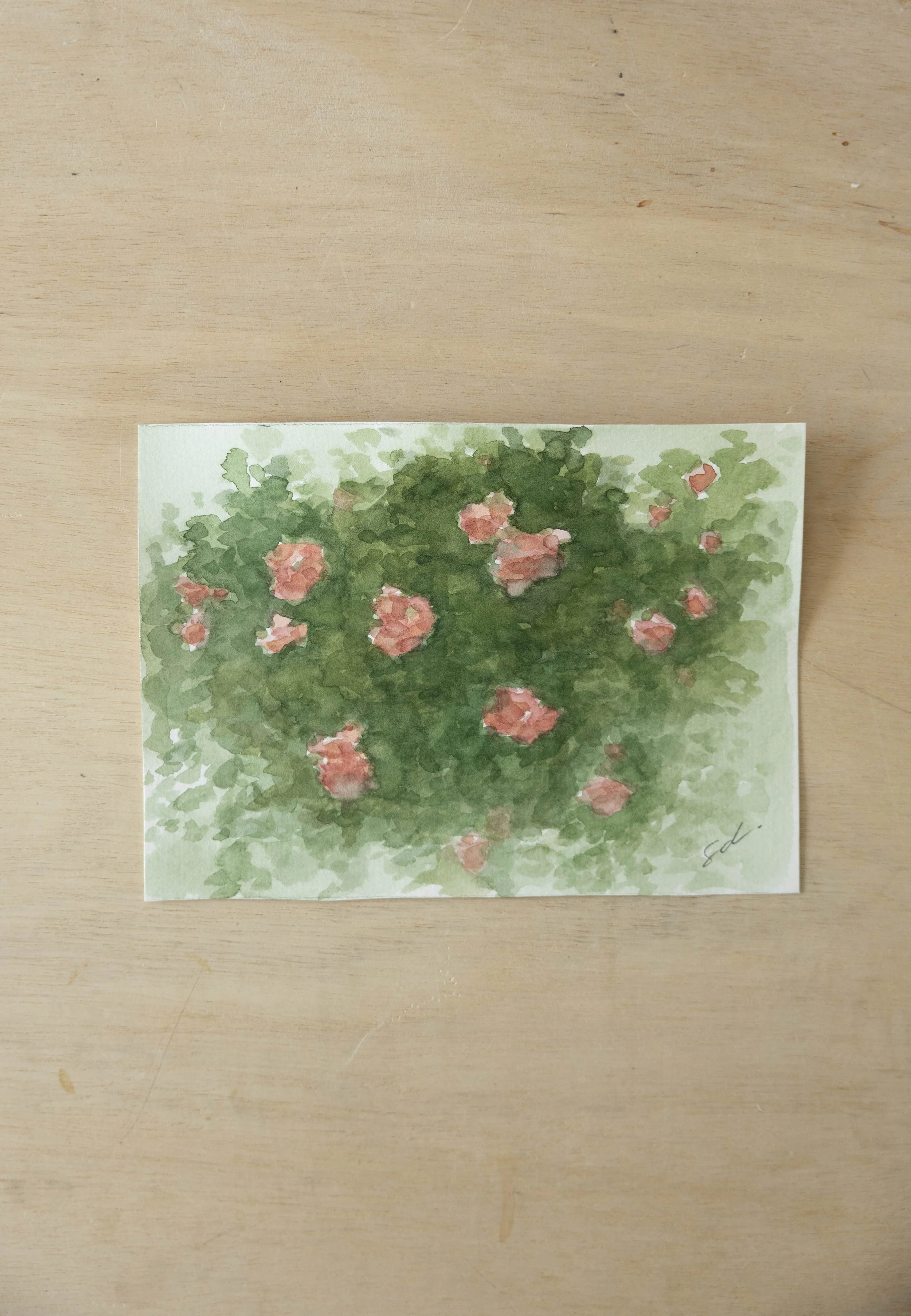Rose Bush