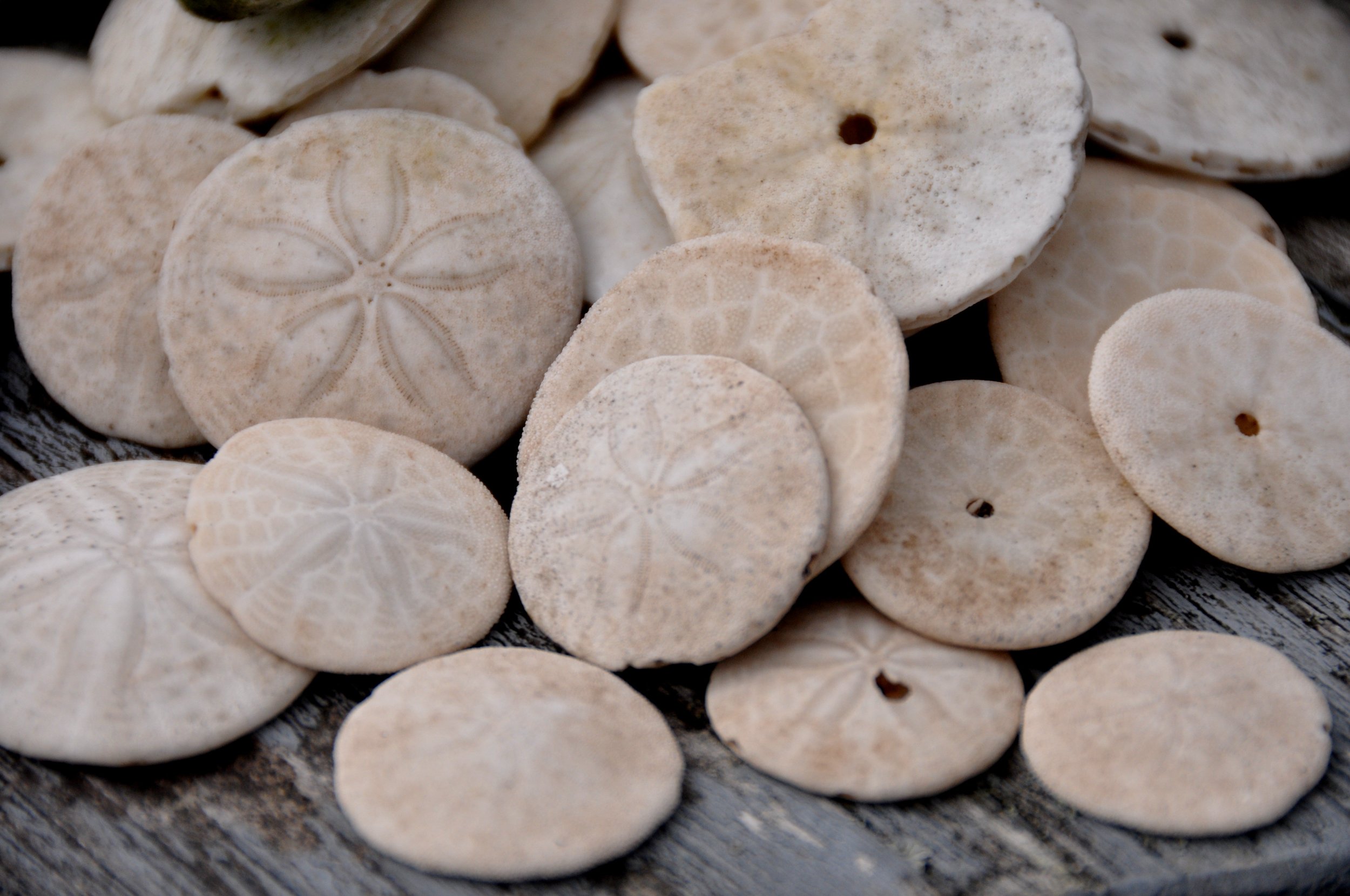 Sanddollars