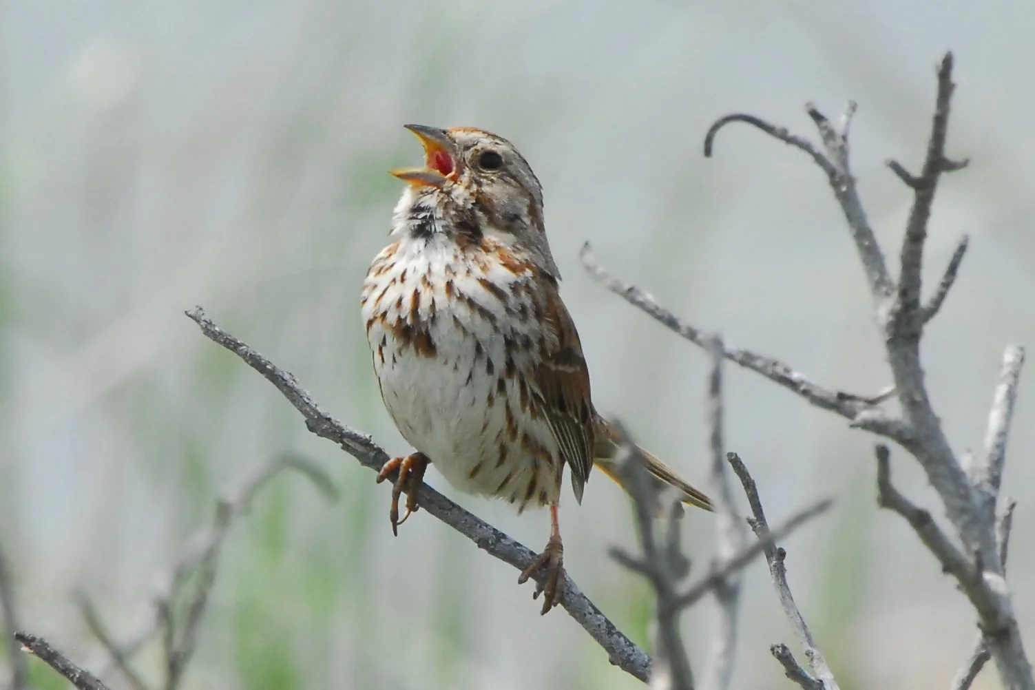 Song Sparrow