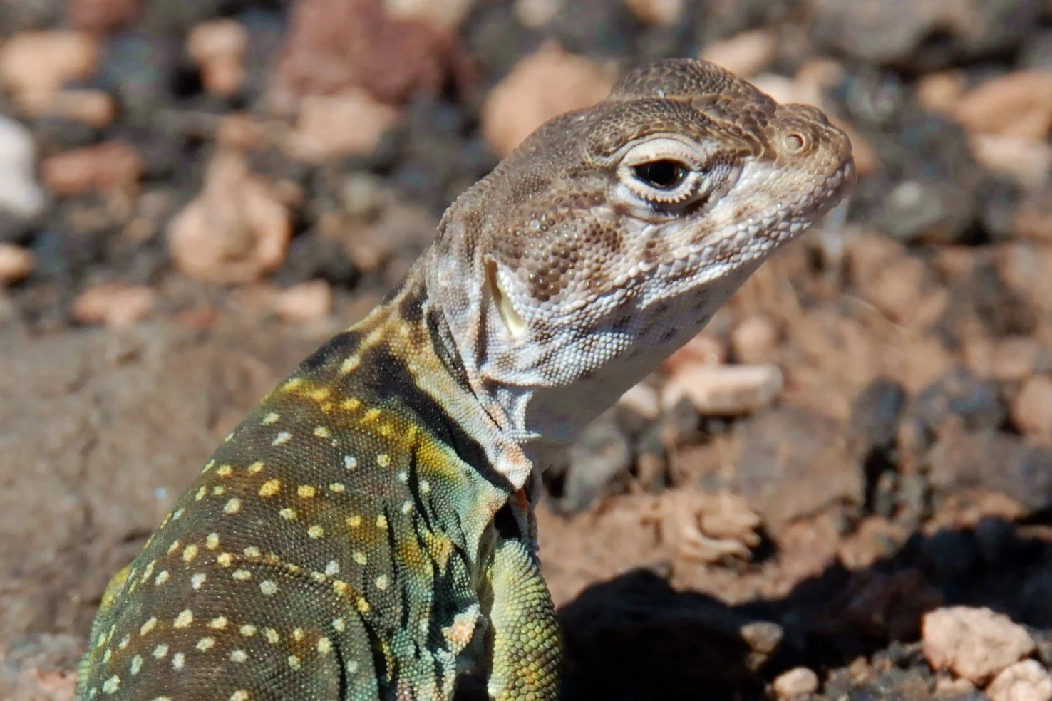 Collared Lizard