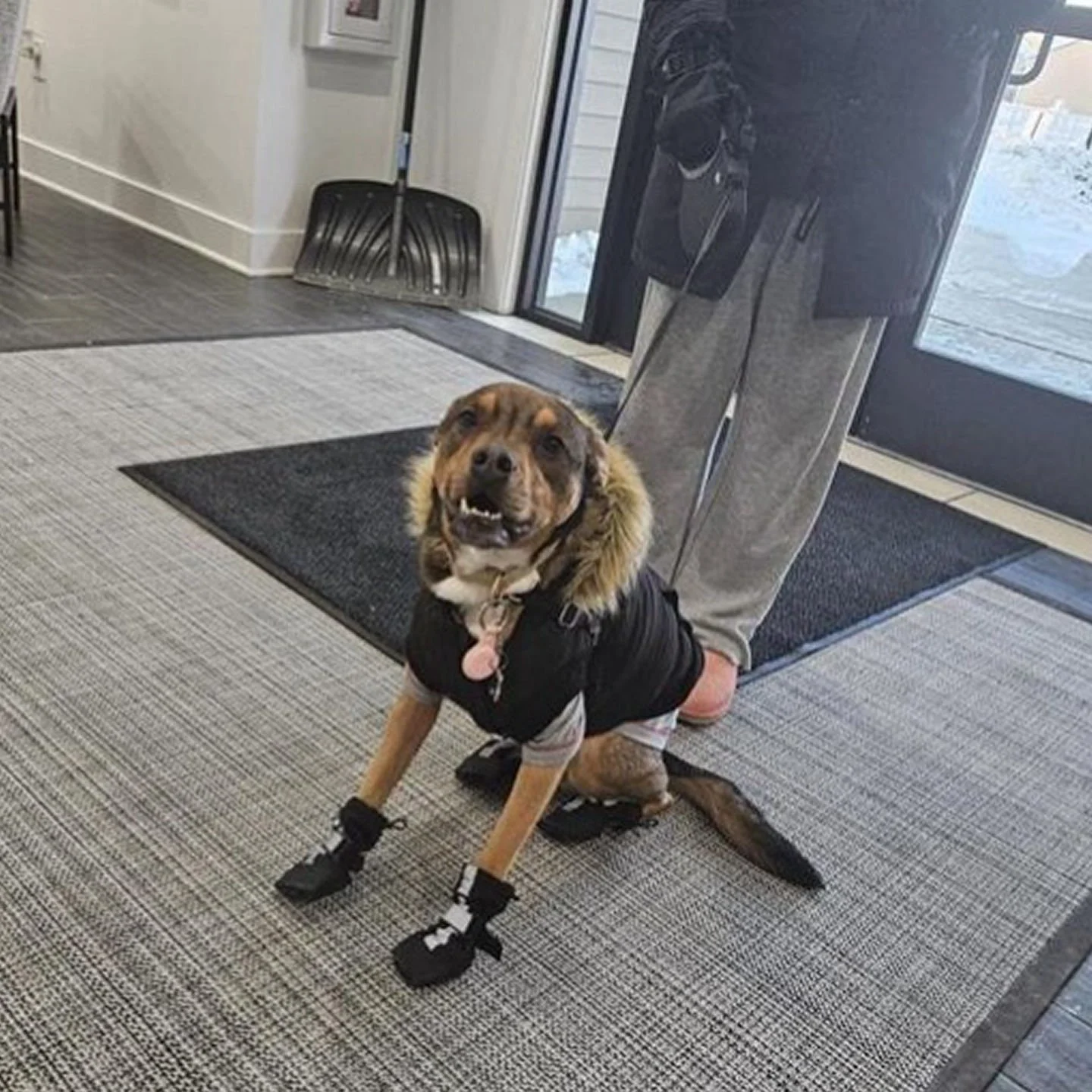 🥶 Brrr! 
Our sweet fur-resident, Kiwi, has spoken: "It&rsquo;s furkin&rsquo; cold out there. Follow my lead and bundle up!"
Stay warm! 🧣🧤

#EmersonPark #PetFriendlyLiving #DogFriendly #CommunityLife #FourLeggedFriends #BundleUp #OfficePu