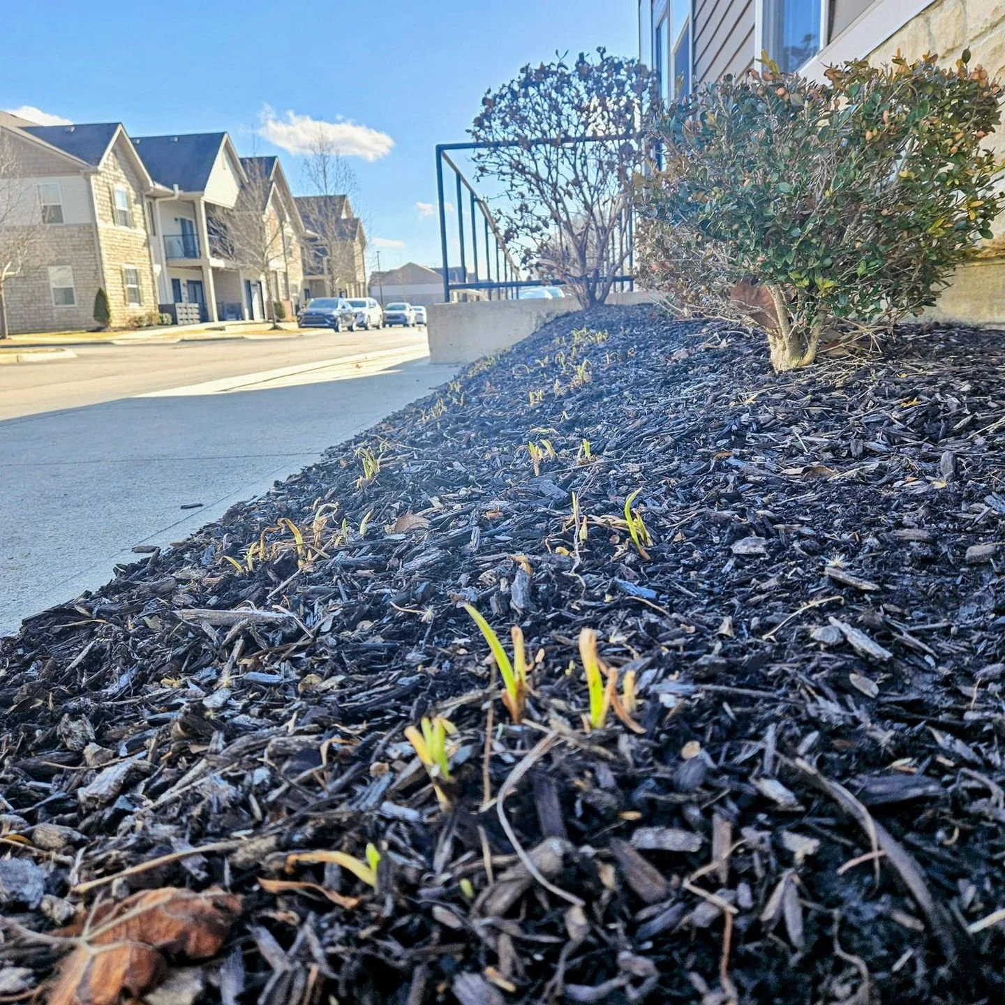 After such a harsh winter, it&rsquo;s so refreshing to see signs of life again. Some of the perennials around Emerson are just beginning to sprout and make their spring debut &mdash; a little reminder that warmer, brighter days are ahead! 🌸☀️✨