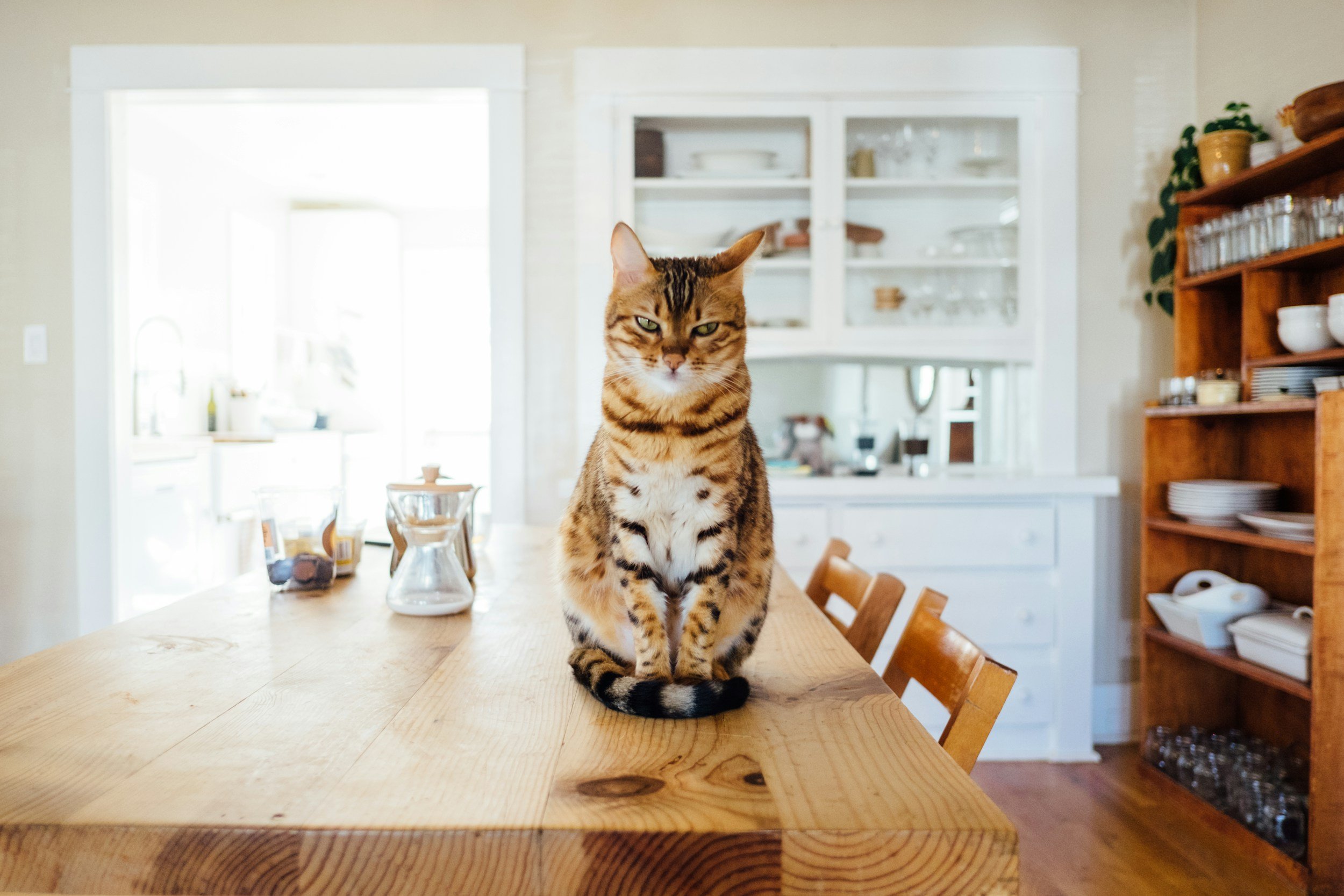 Katzen auslasten – besonders bei Wohnungskatern