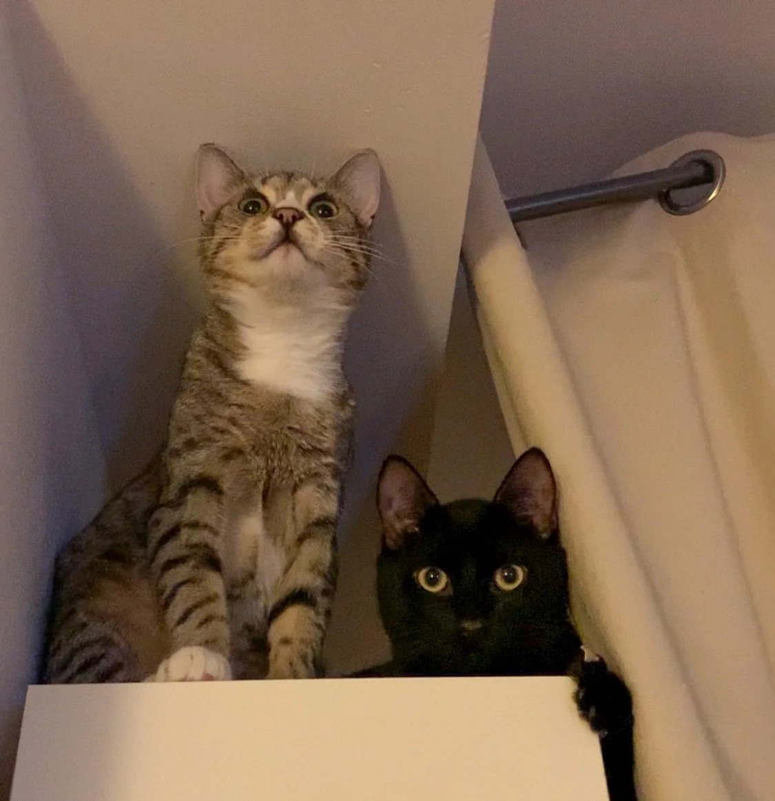zwei kleine Kater gucken in die Kamera