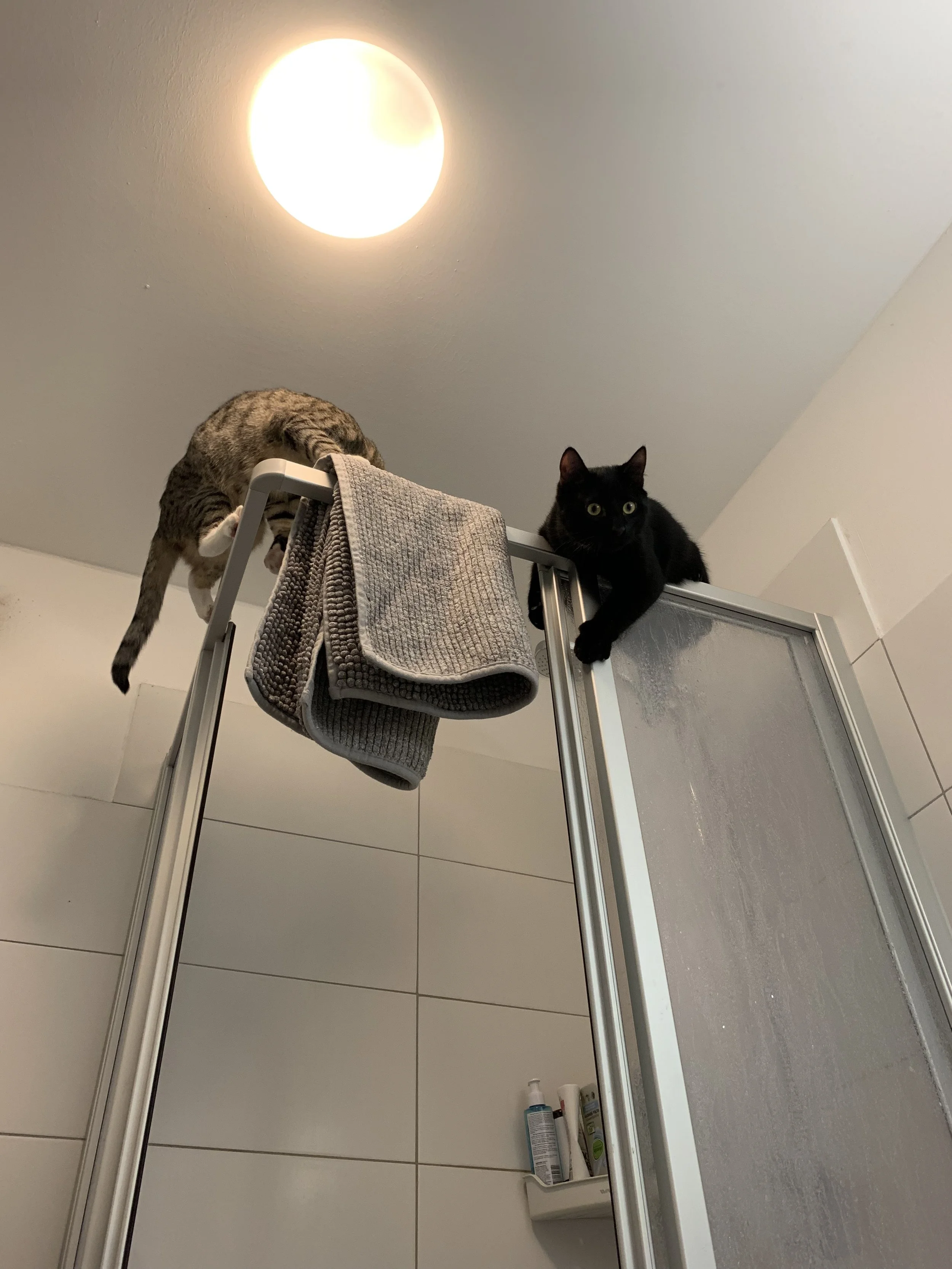 Two cats are on top of a shower enclosure. One is a gray tabby with white paws, hanging upside down, and the other is a black cat lying down, both looking towards the camera. There is a towel draped over the enclosure and some toiletries in the background.