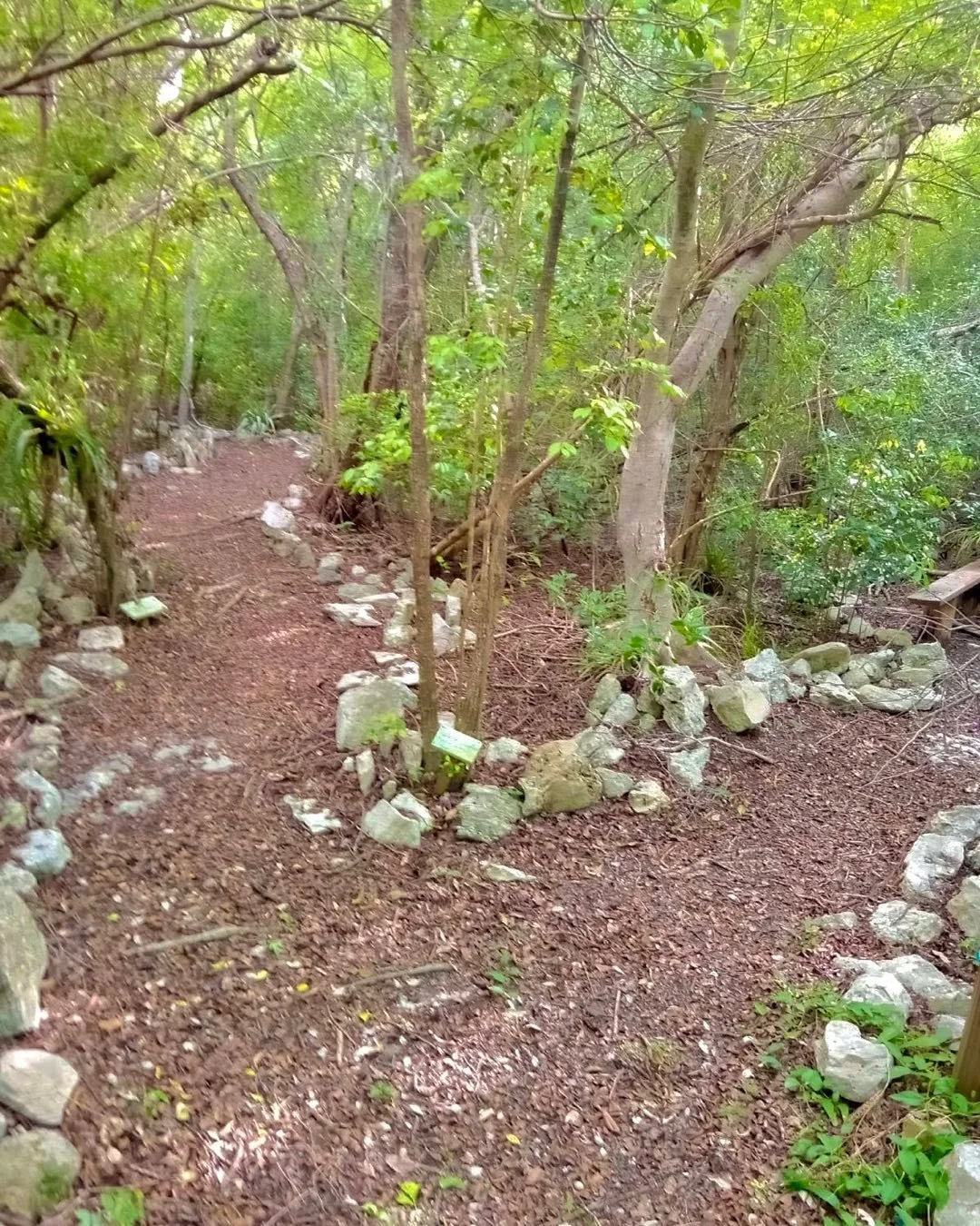 Thank you to the University of Florida student service group for spending a day clearing the nature trail at the Exuma Foundation Hoopers Bay campus!