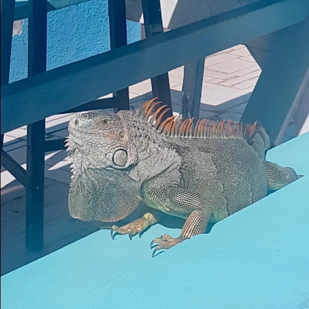 If you see this invasive Green iguana in Georgetown be sure to report your siding to the Bahamas national trust. This iguana does not belong and is a threat to our native iguanas