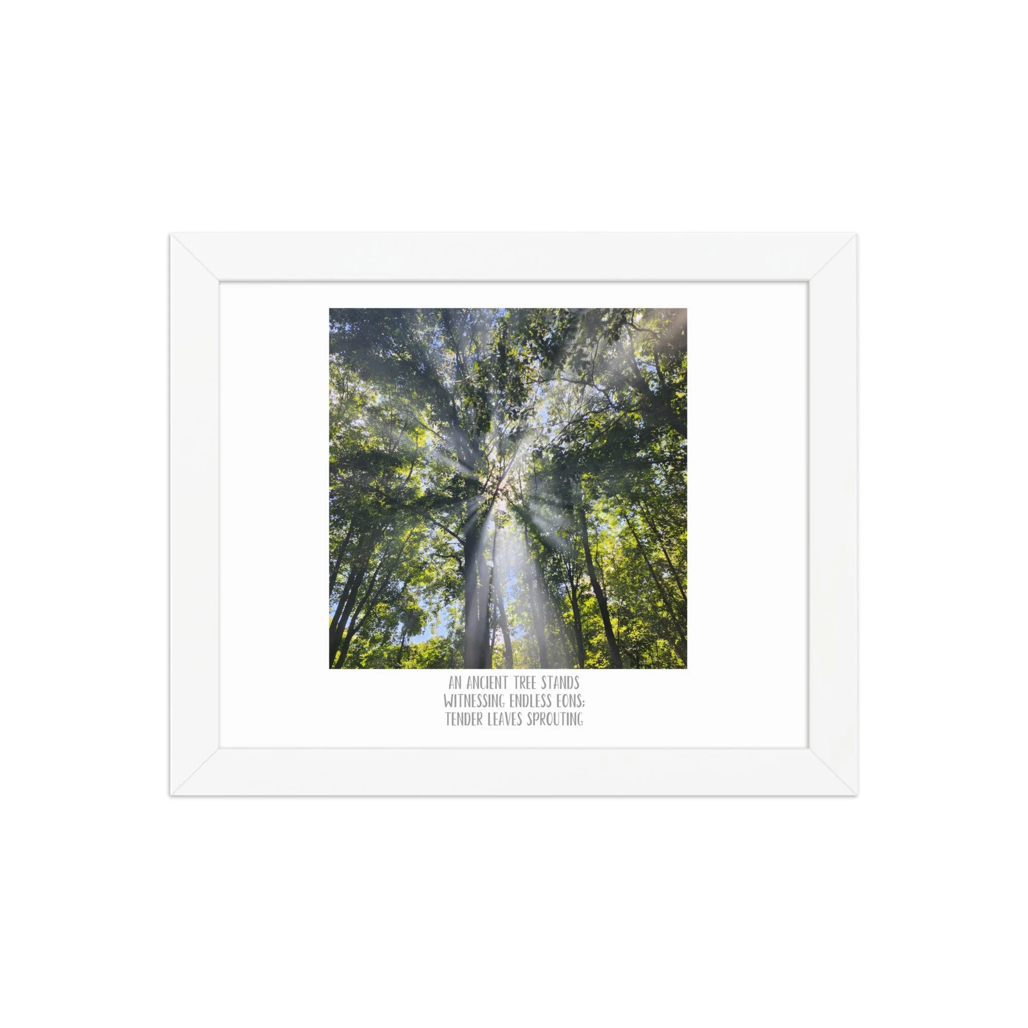 Poster - Smoke In the Trees