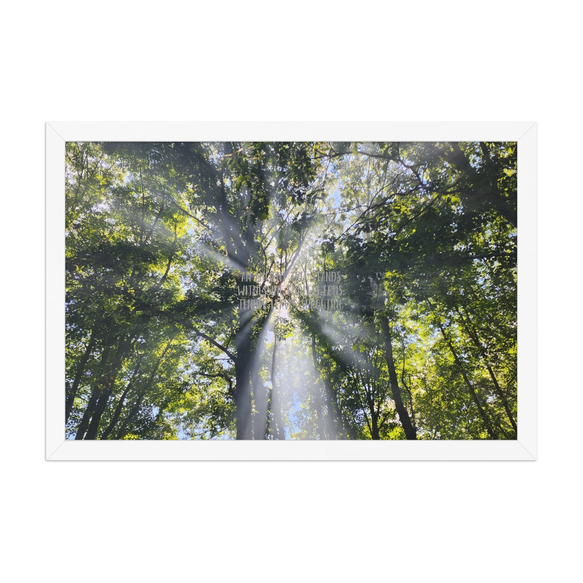 Poster - Smoke In the Trees