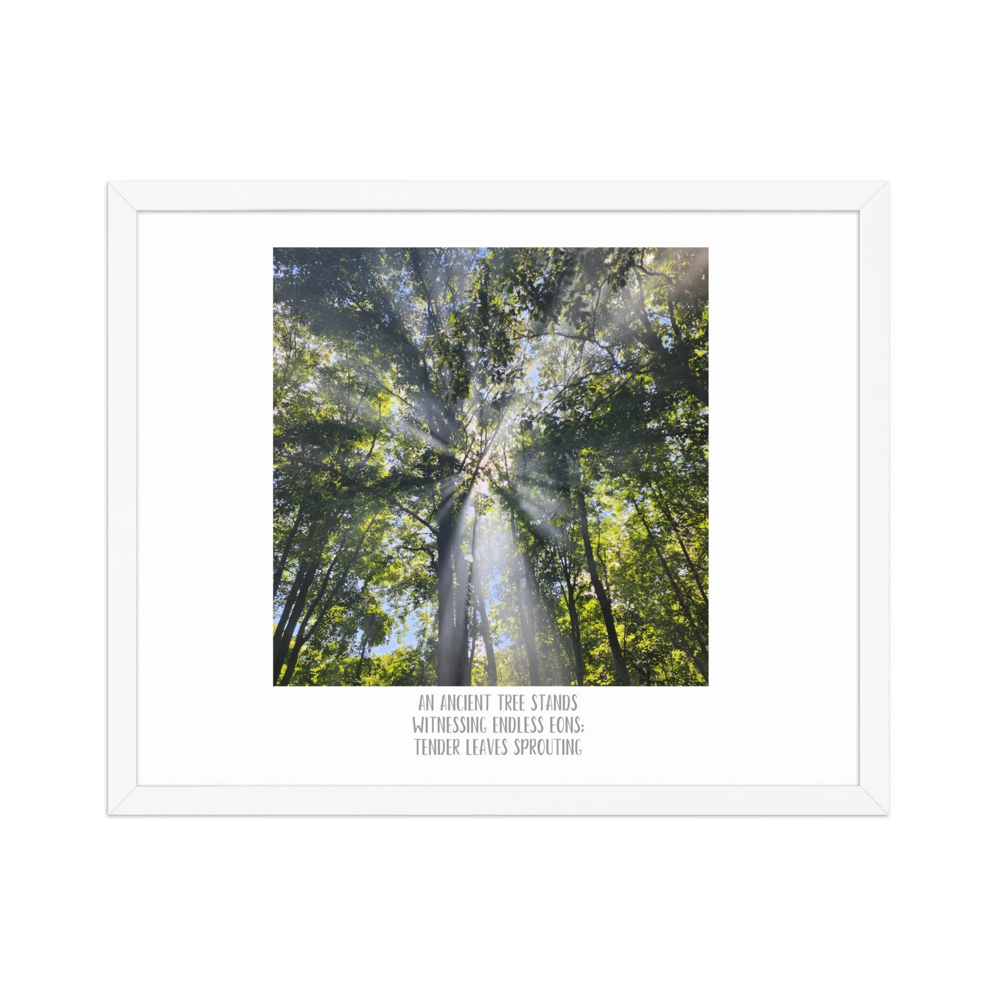 Poster - Smoke In the Trees