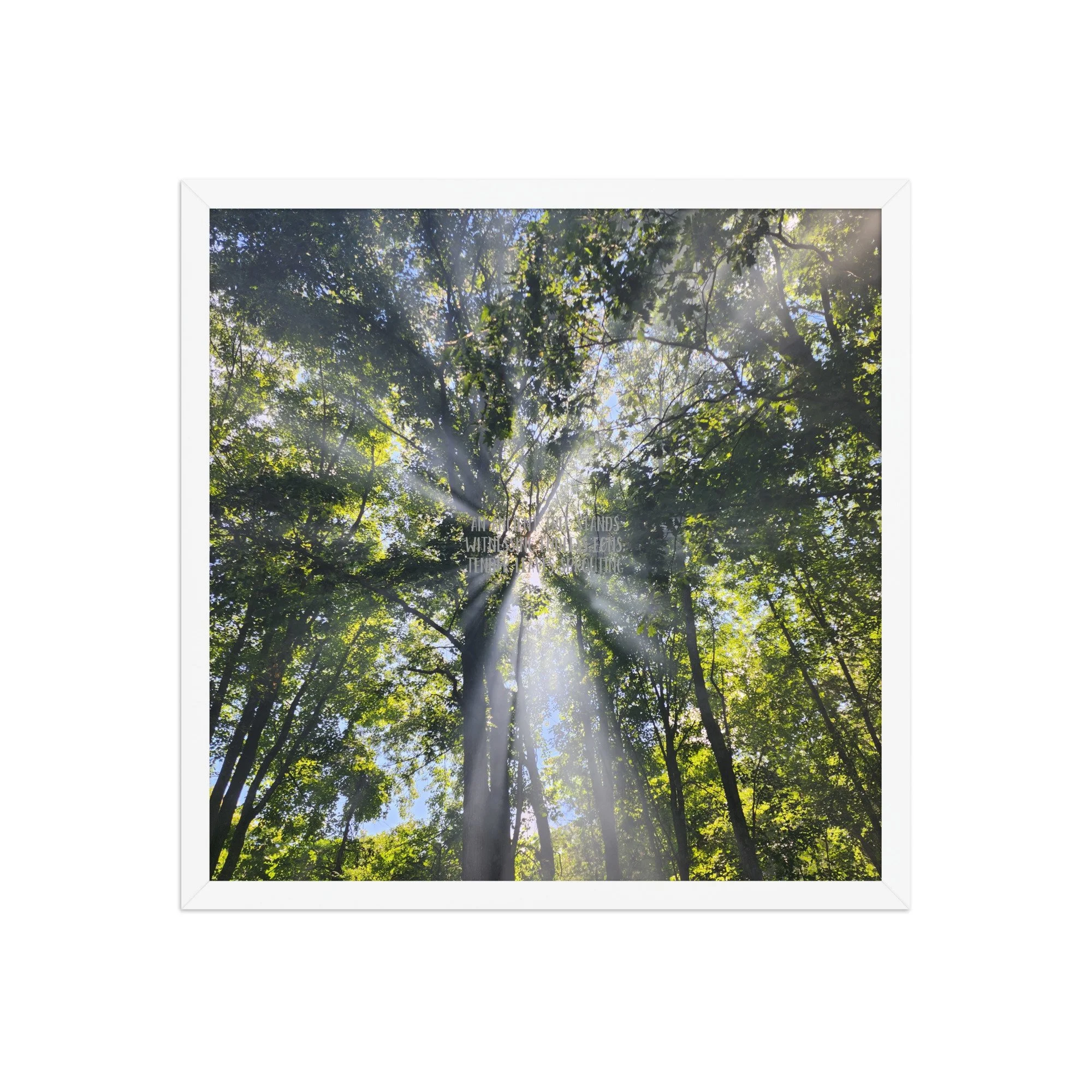 Poster - Smoke In the Trees