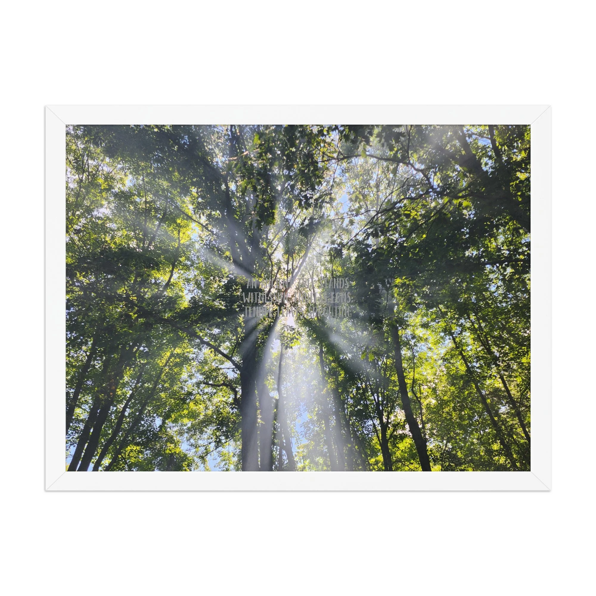 Poster - Smoke In the Trees