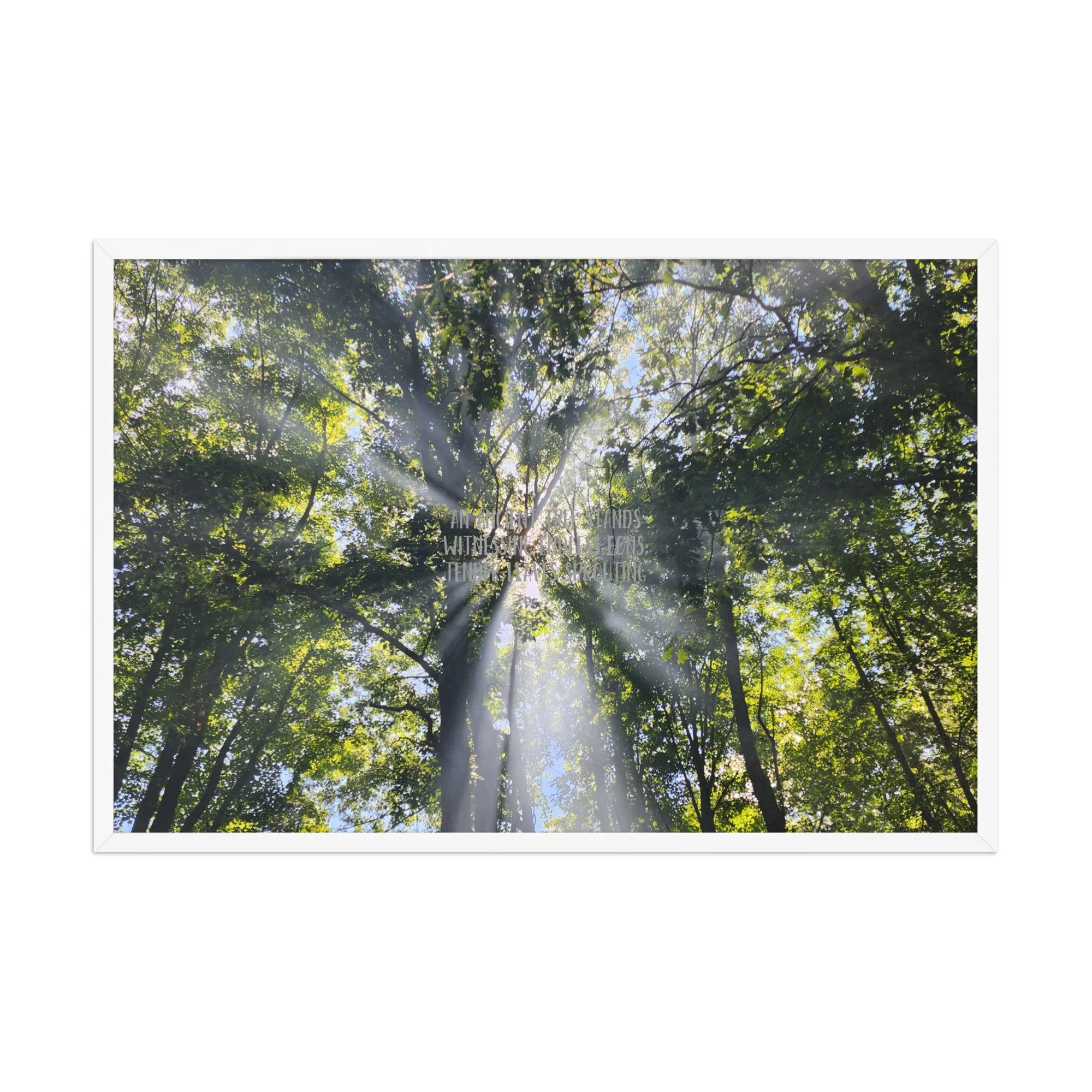 Poster - Smoke In the Trees