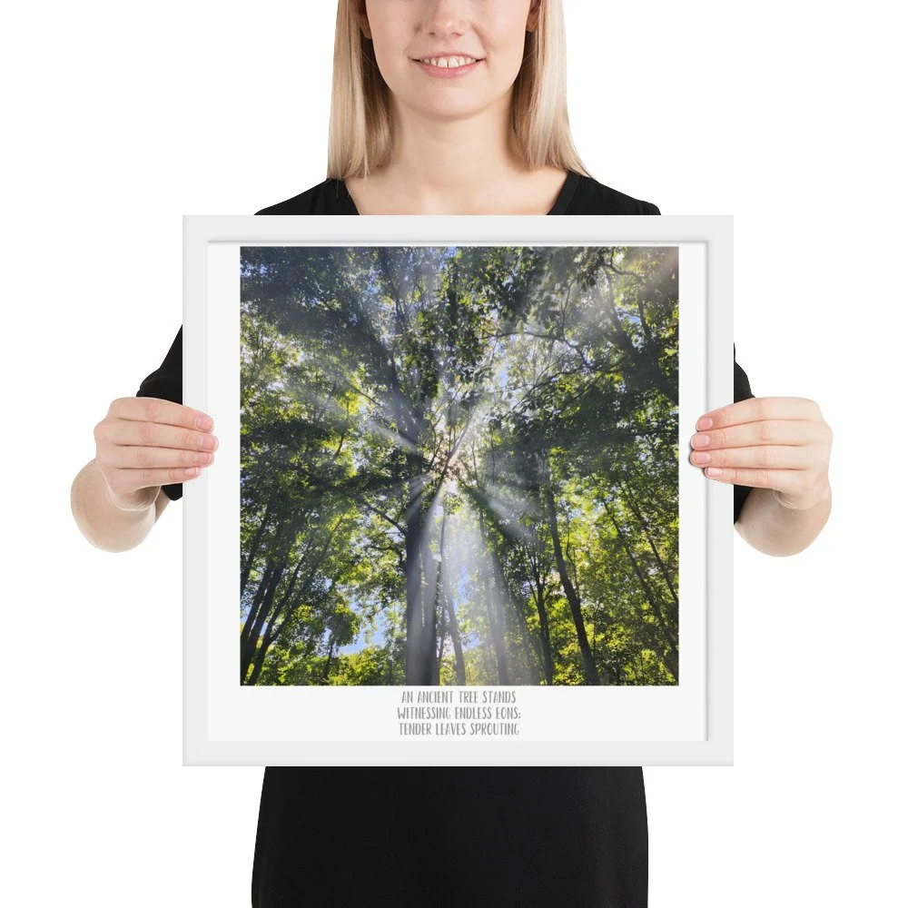 Poster - Smoke In the Trees