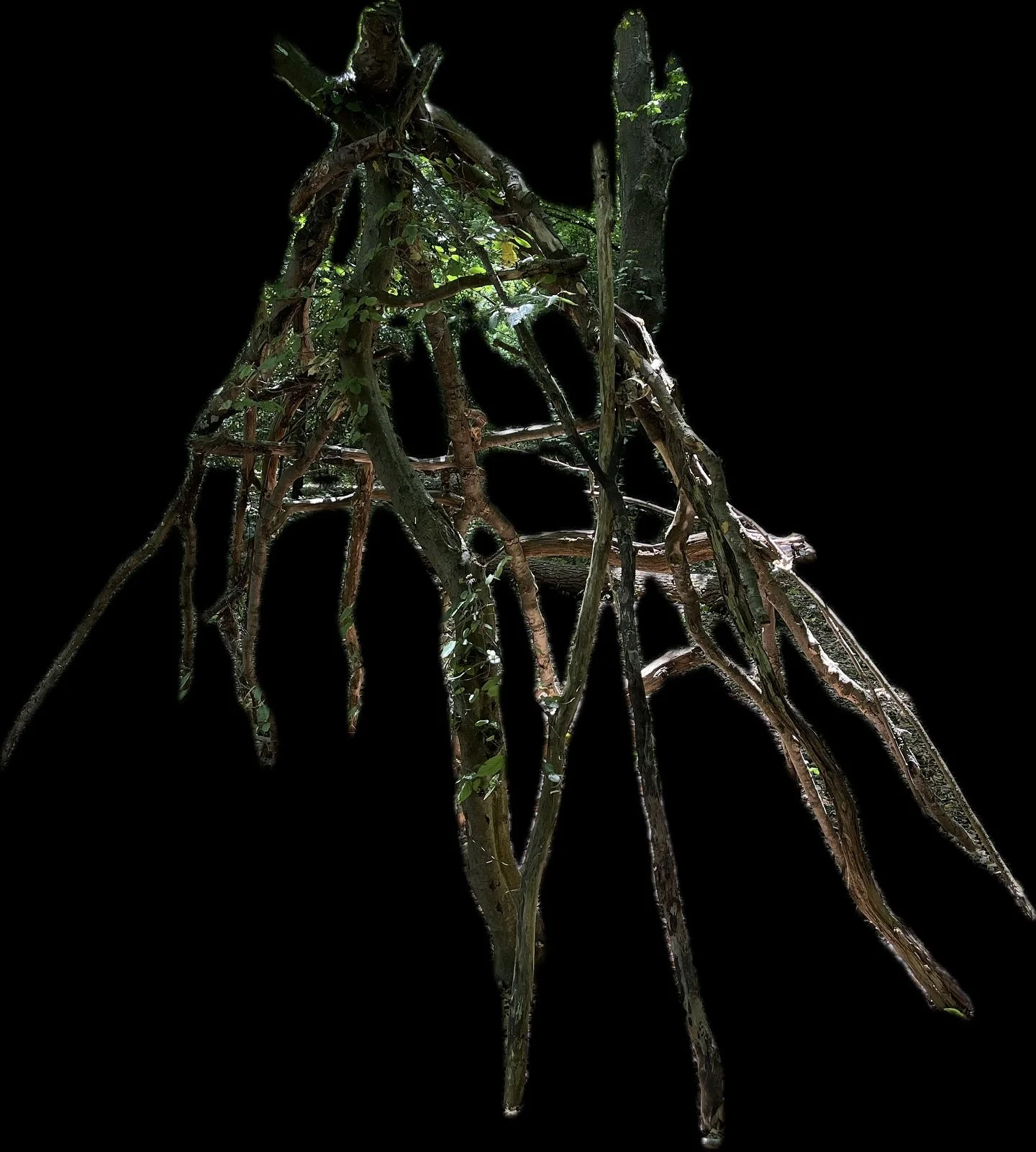 Survival shelters made out of fallen branches in Epping Forest #sculpture #art #trees #woods #forest #protection #environment #branches