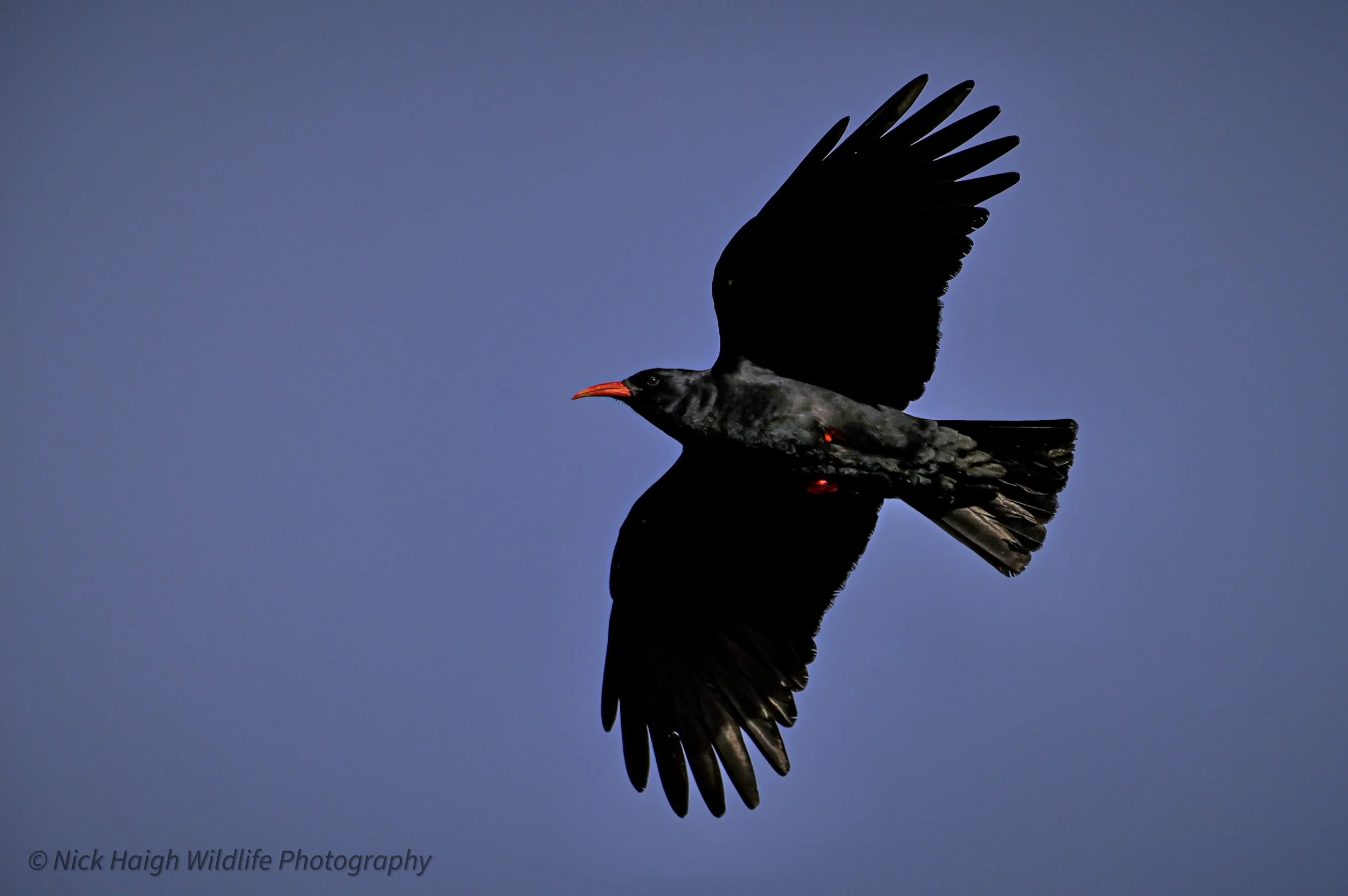 Chough