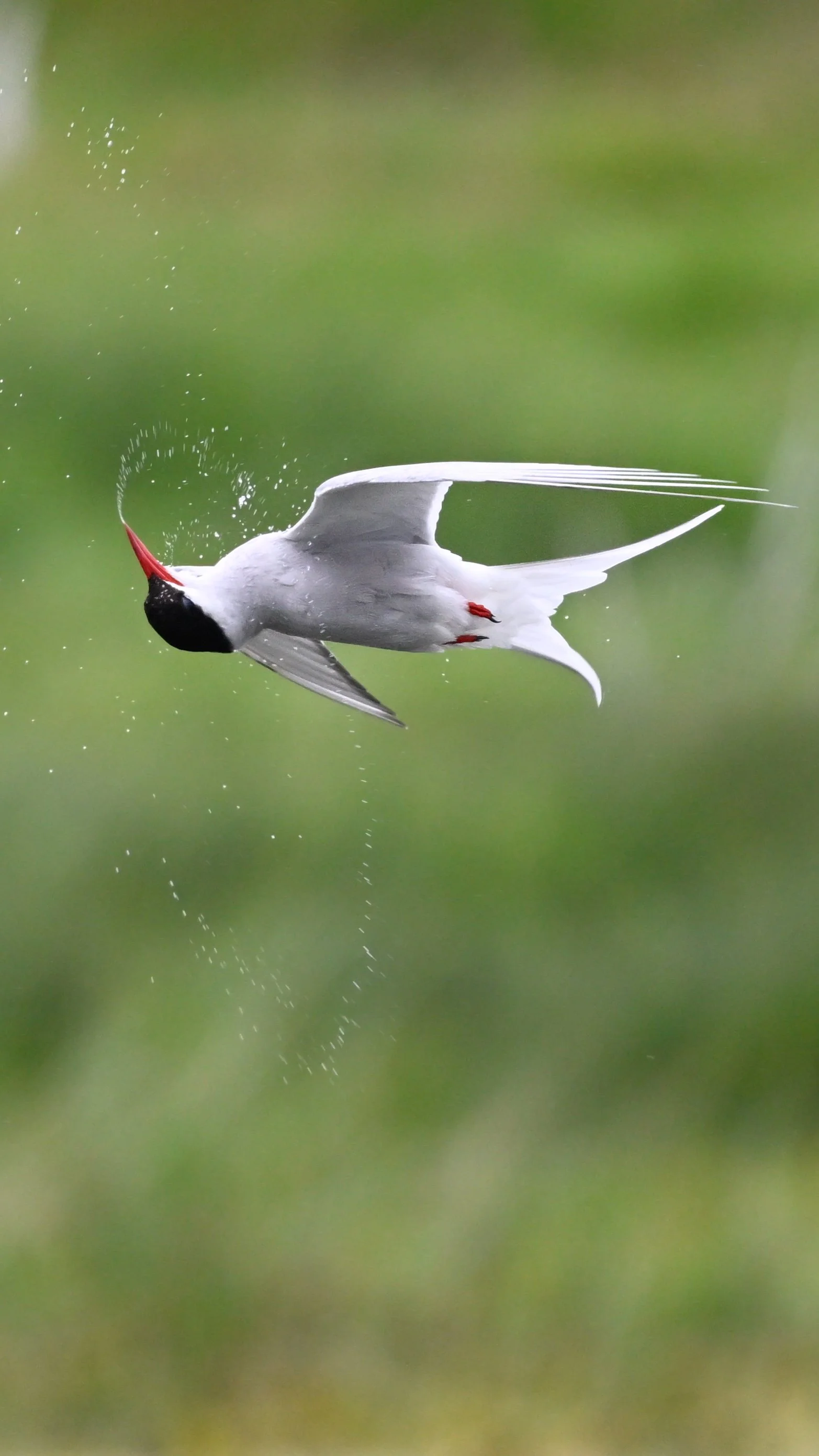 _DSC2994_Original 2.JPG