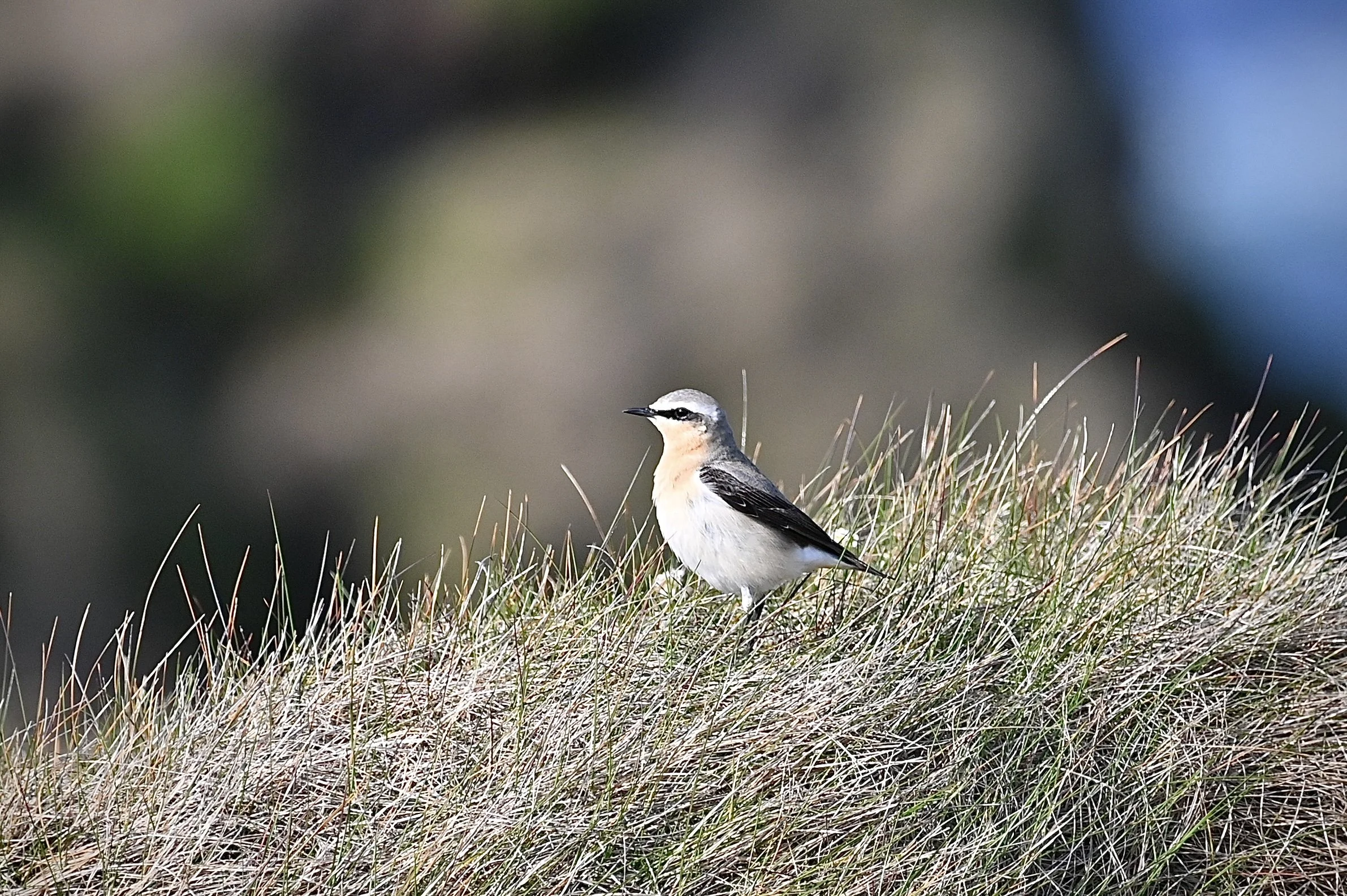 Wheatear
