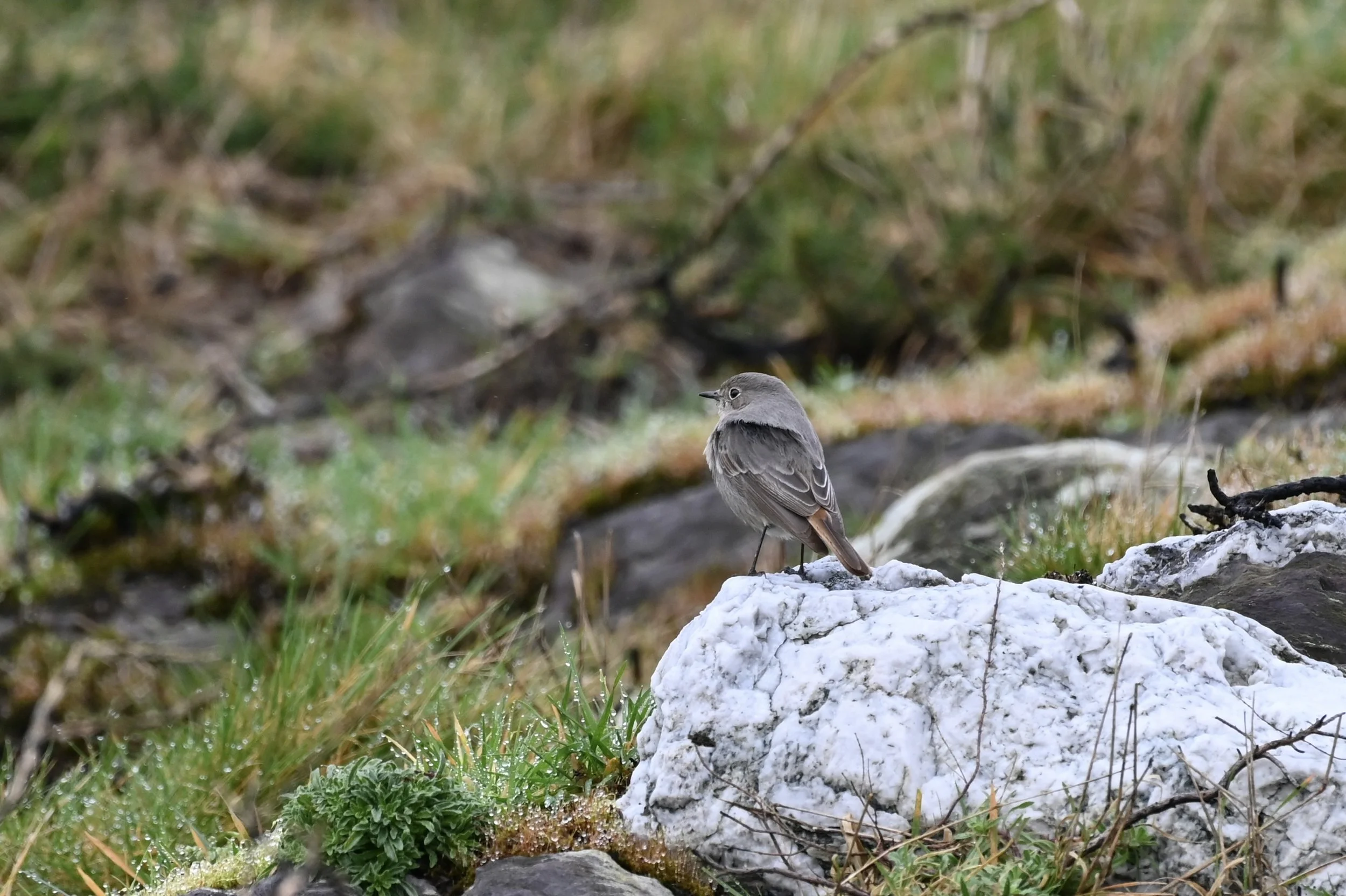 Black Redstart