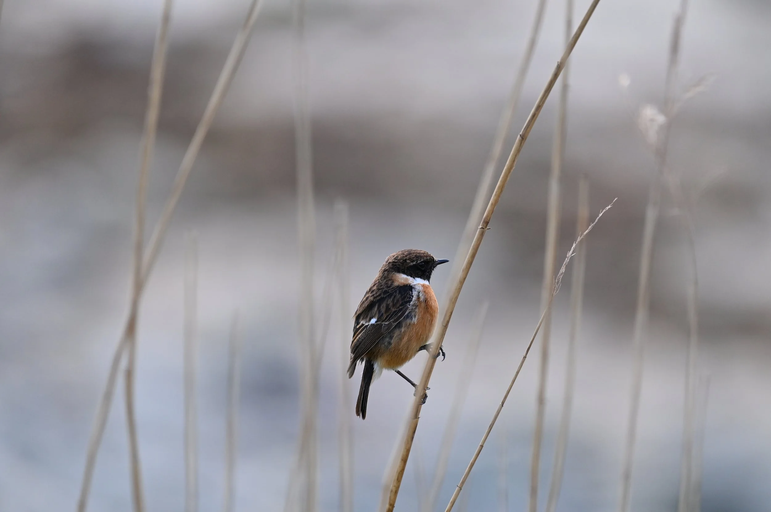 Stonechat