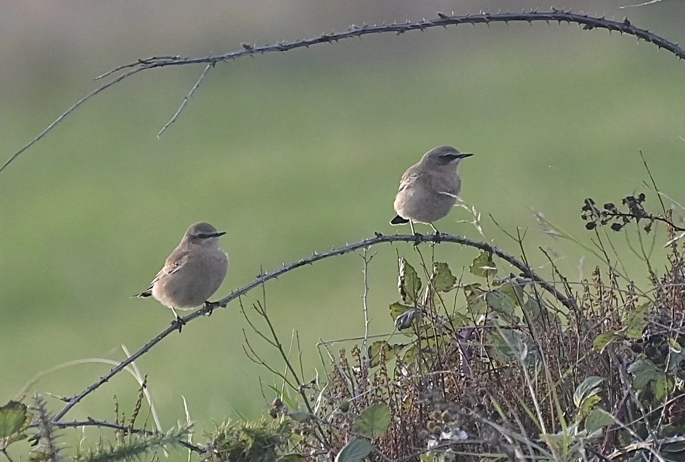 Wheatears