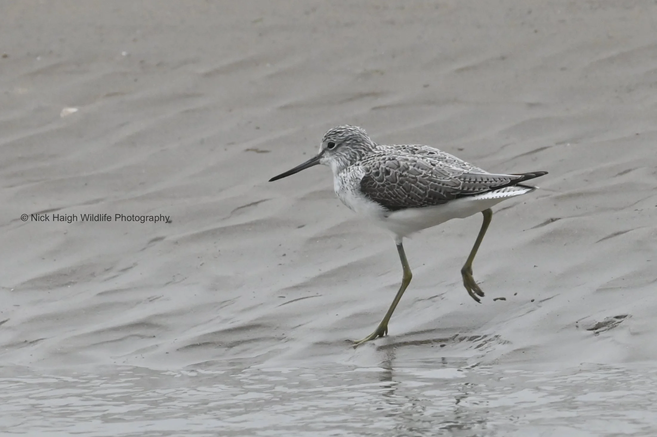 Greenshank
