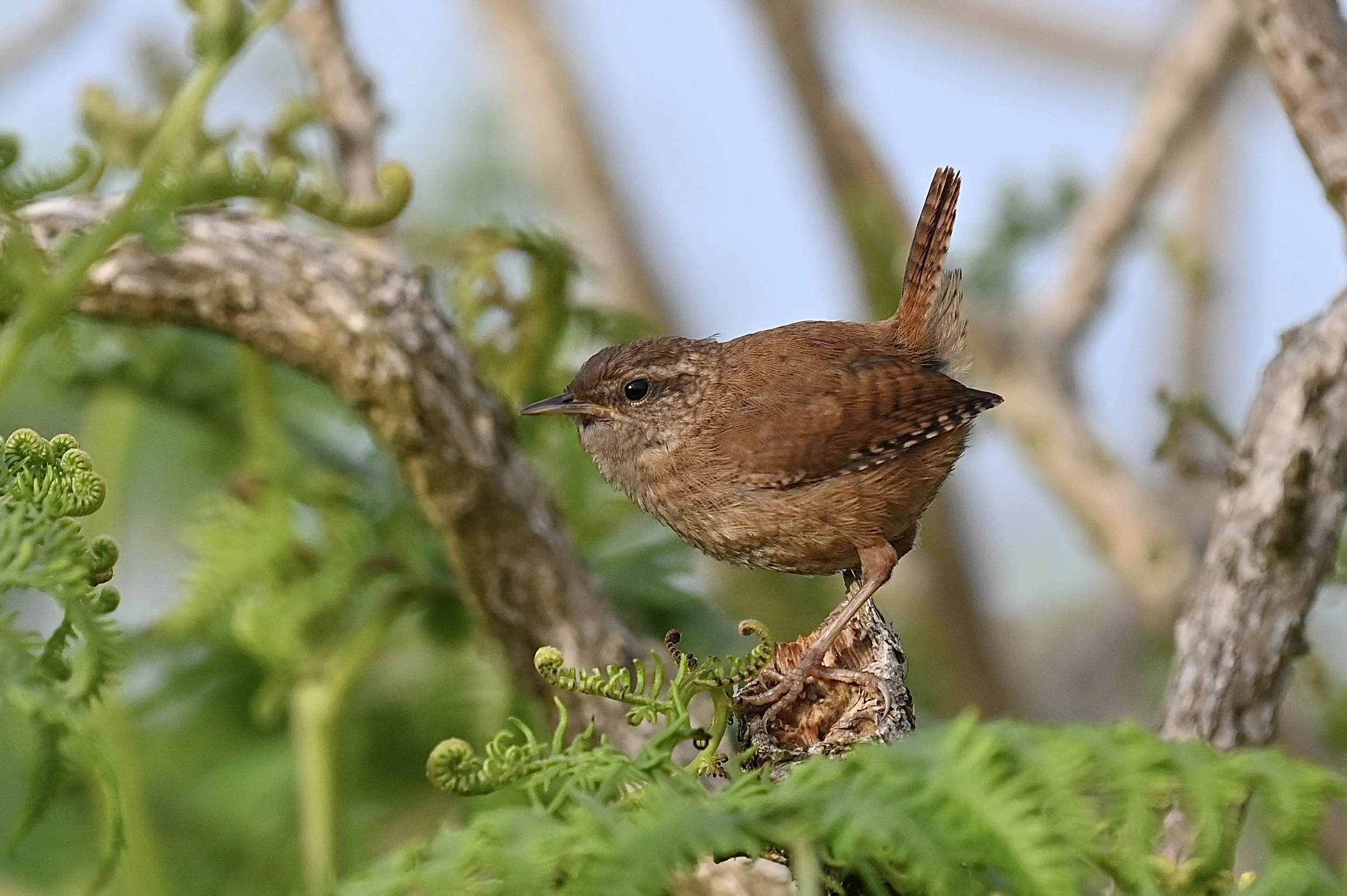 Wren