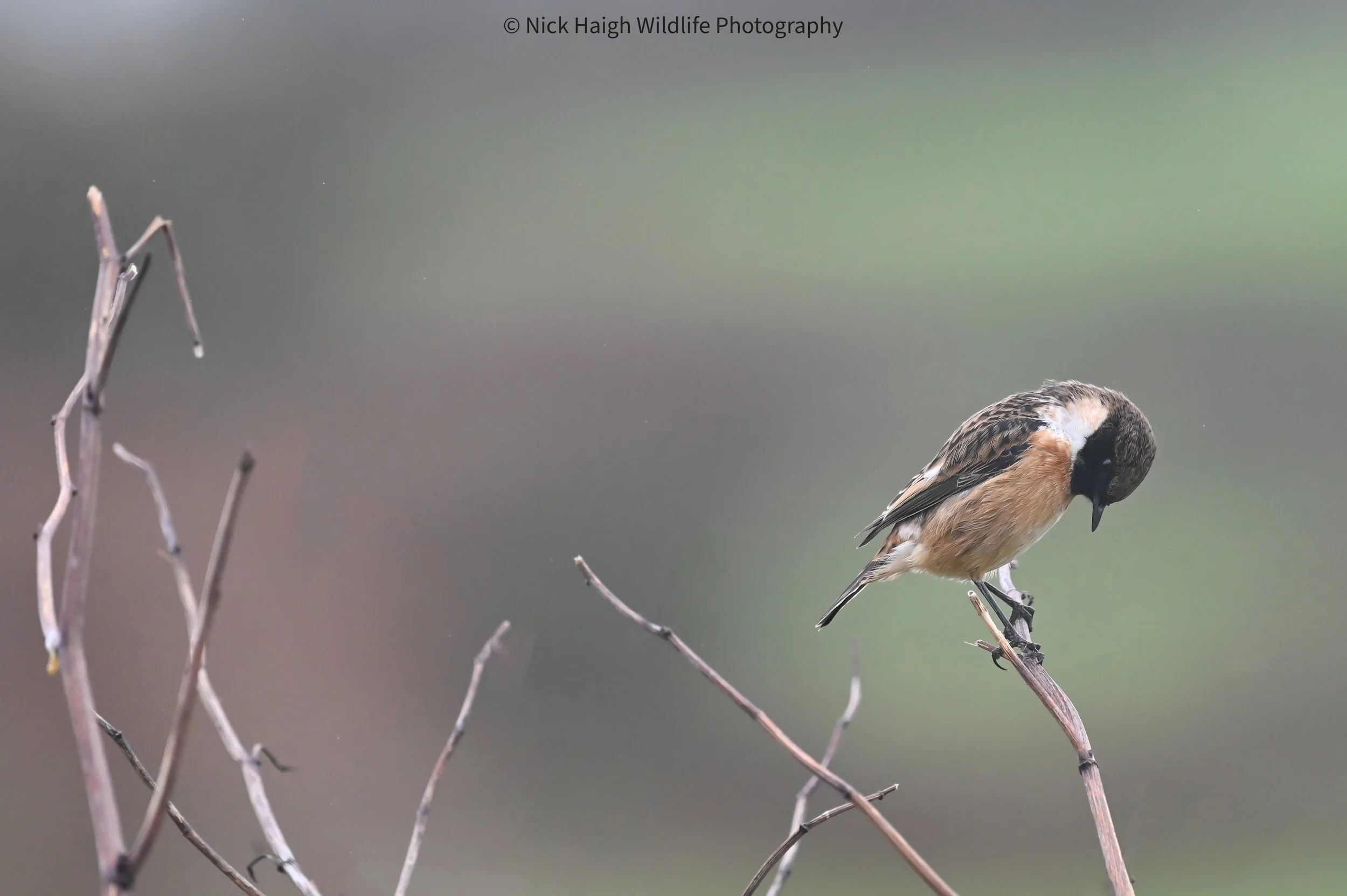 stonechat