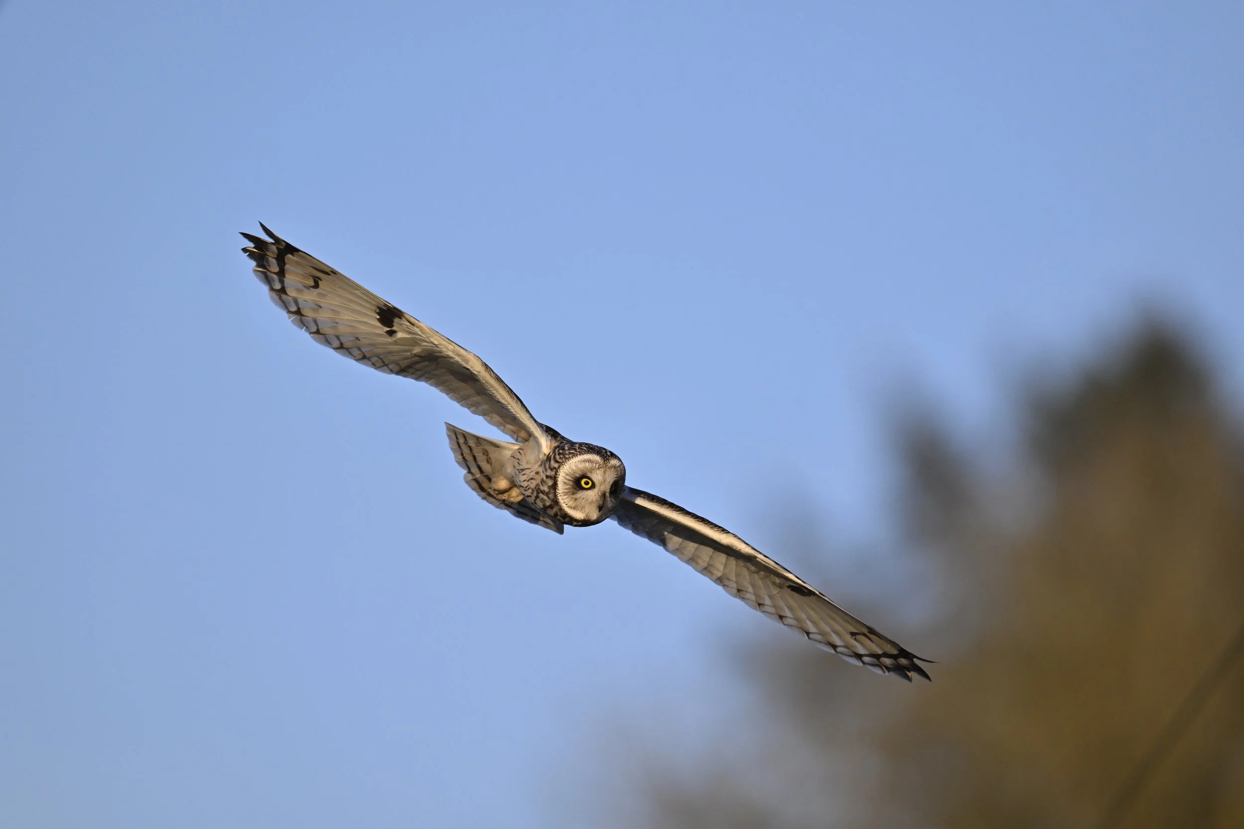 Short-eared Owl