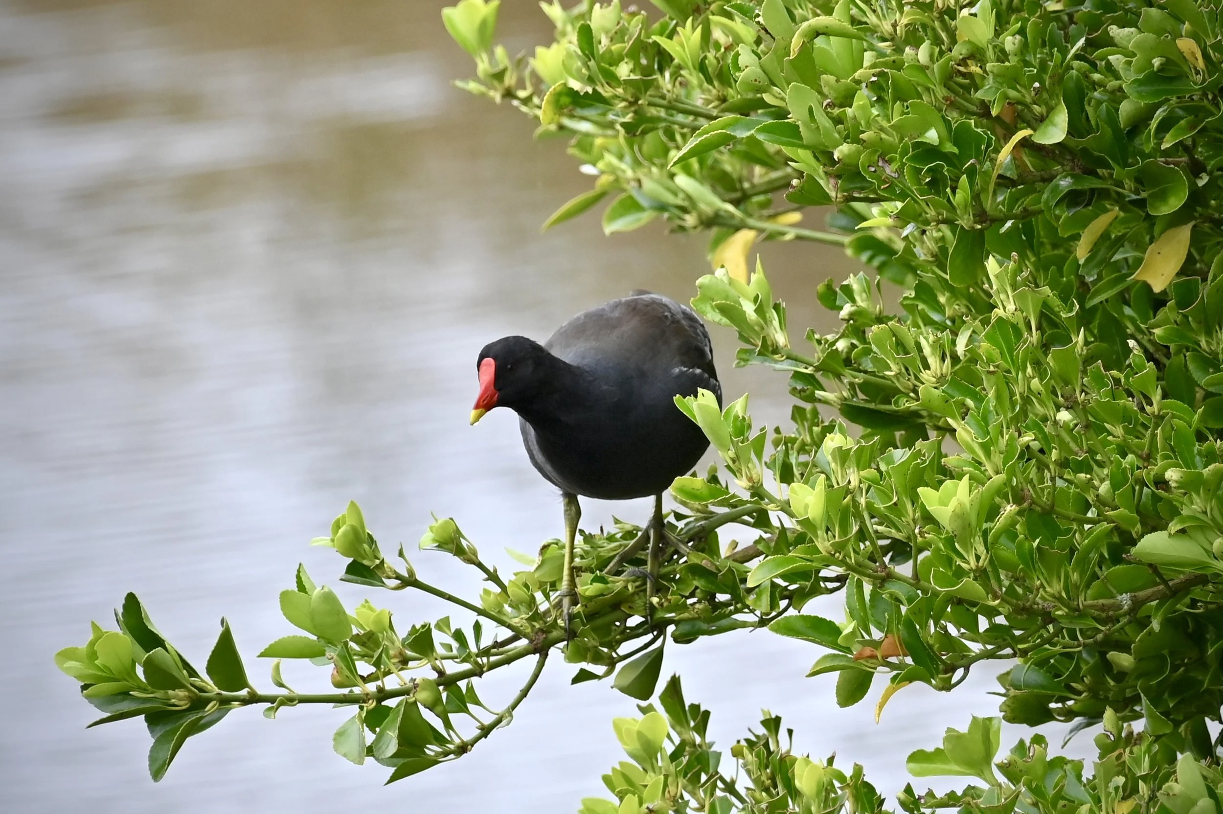 Moorhen