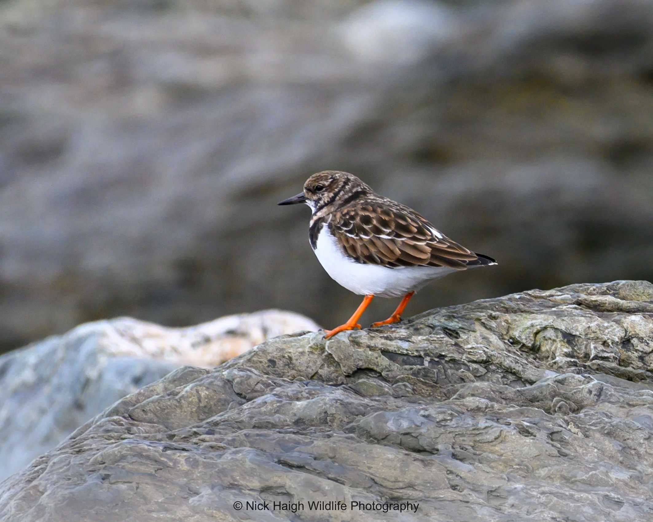 Turnstone