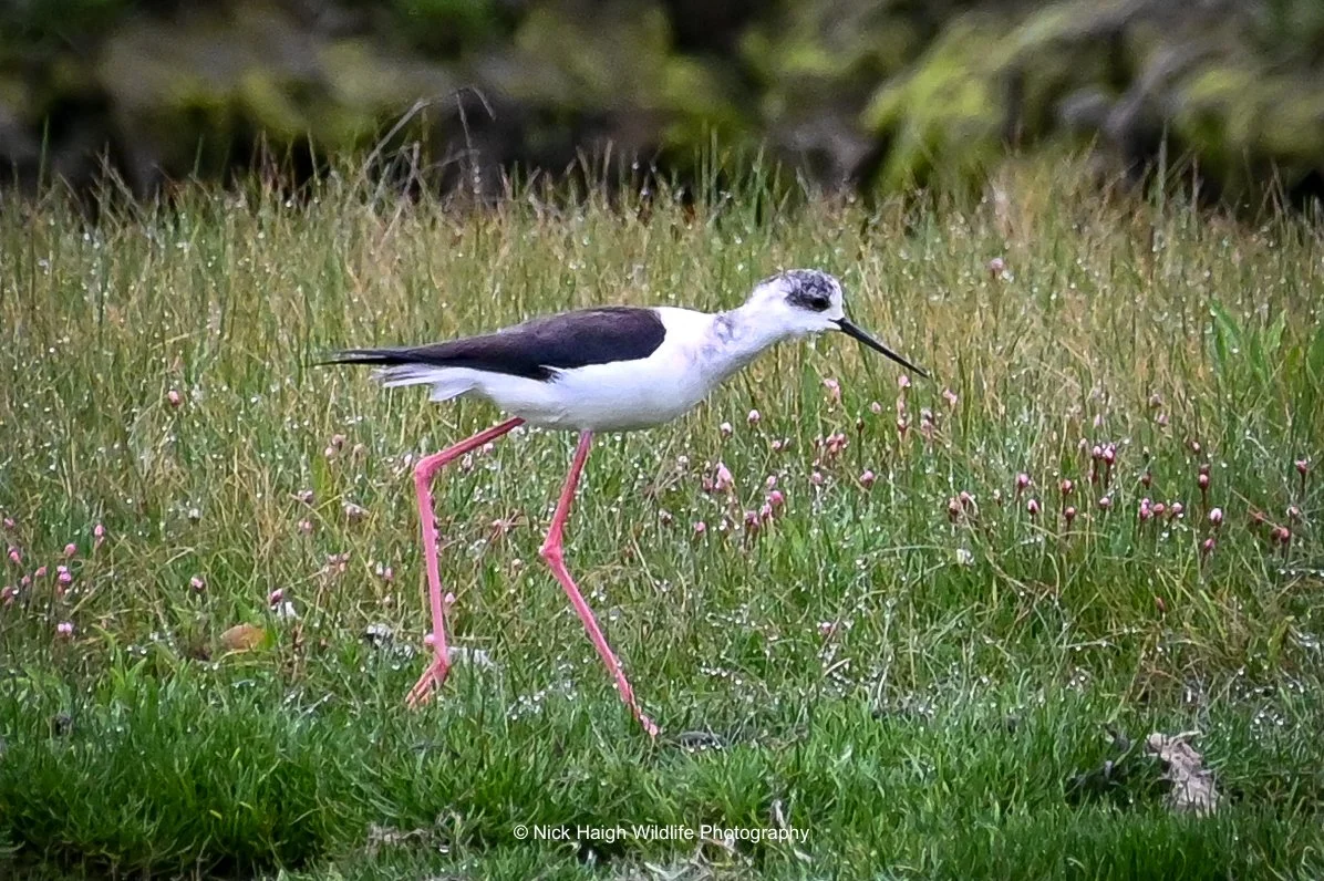 black winged stilt