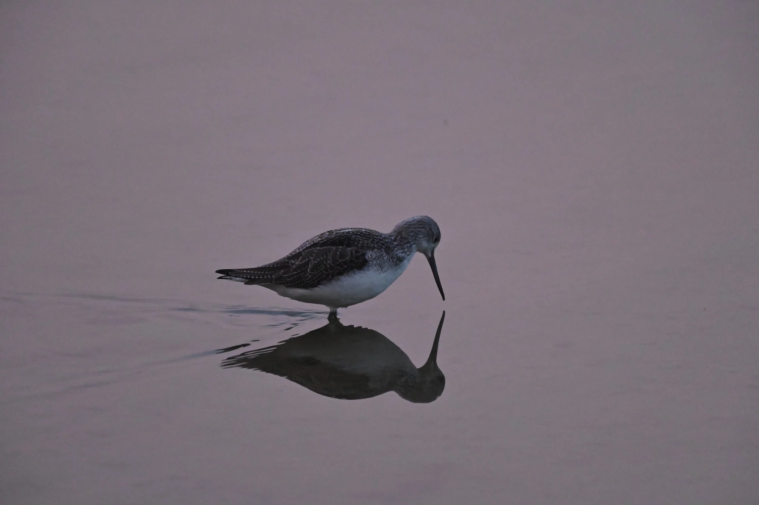 Greenshank