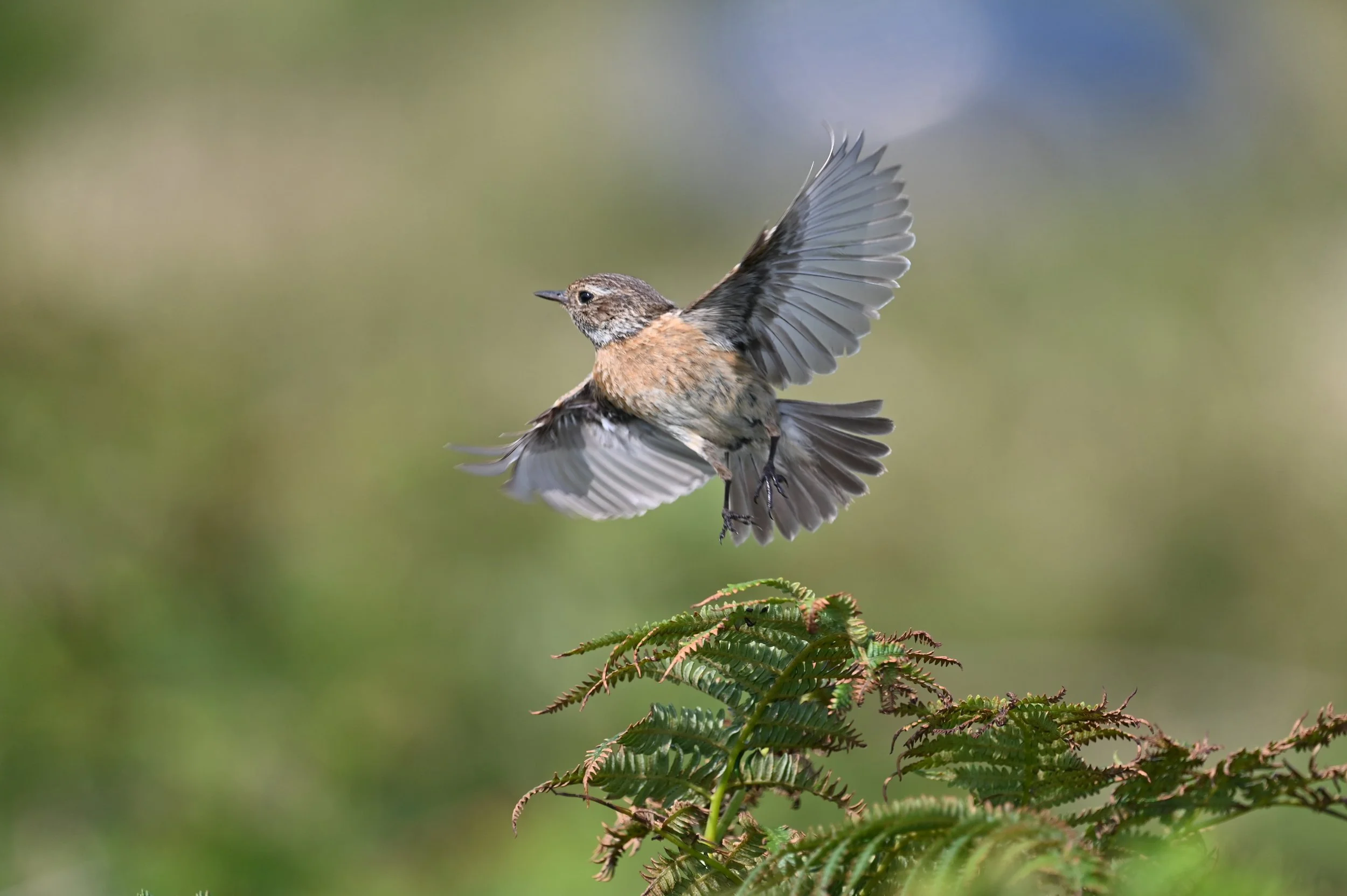 stonechat in flight