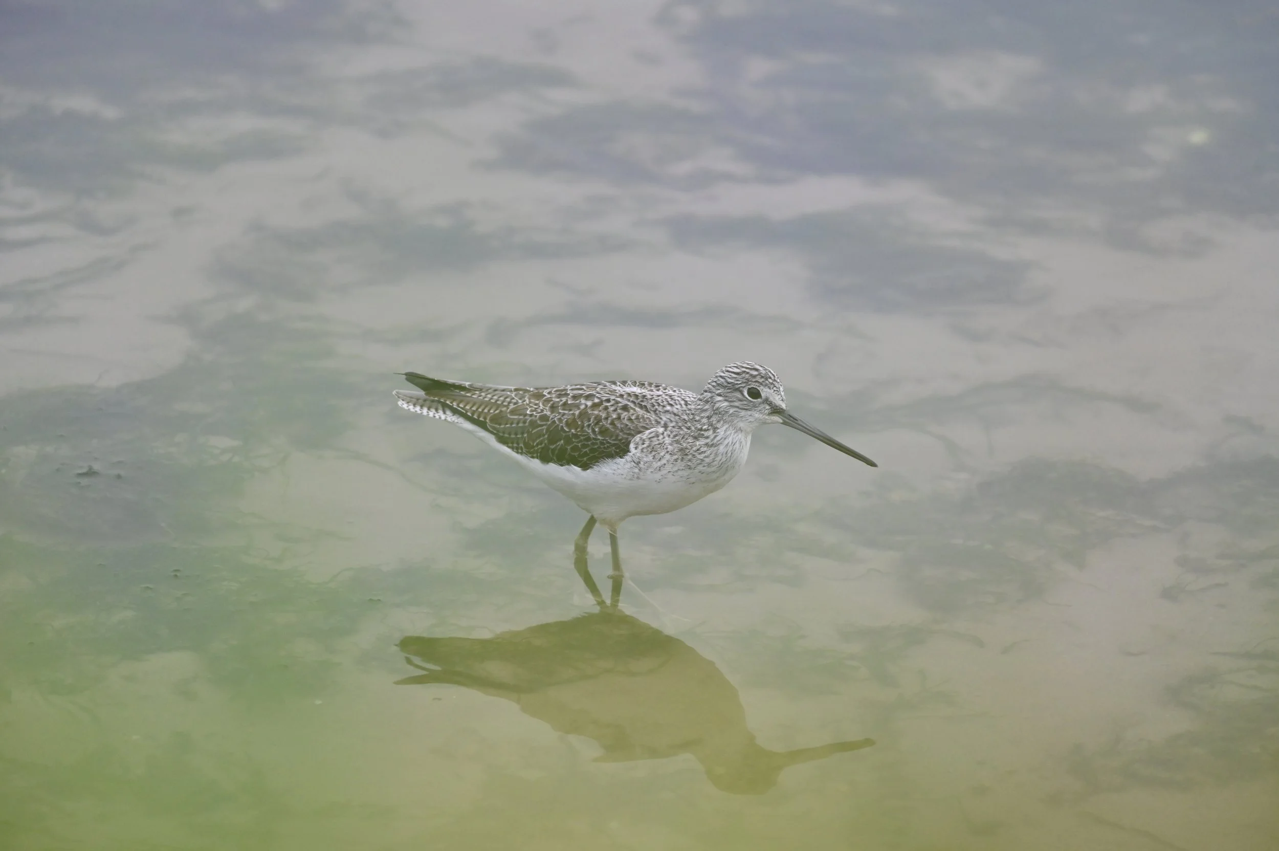 Greenshank