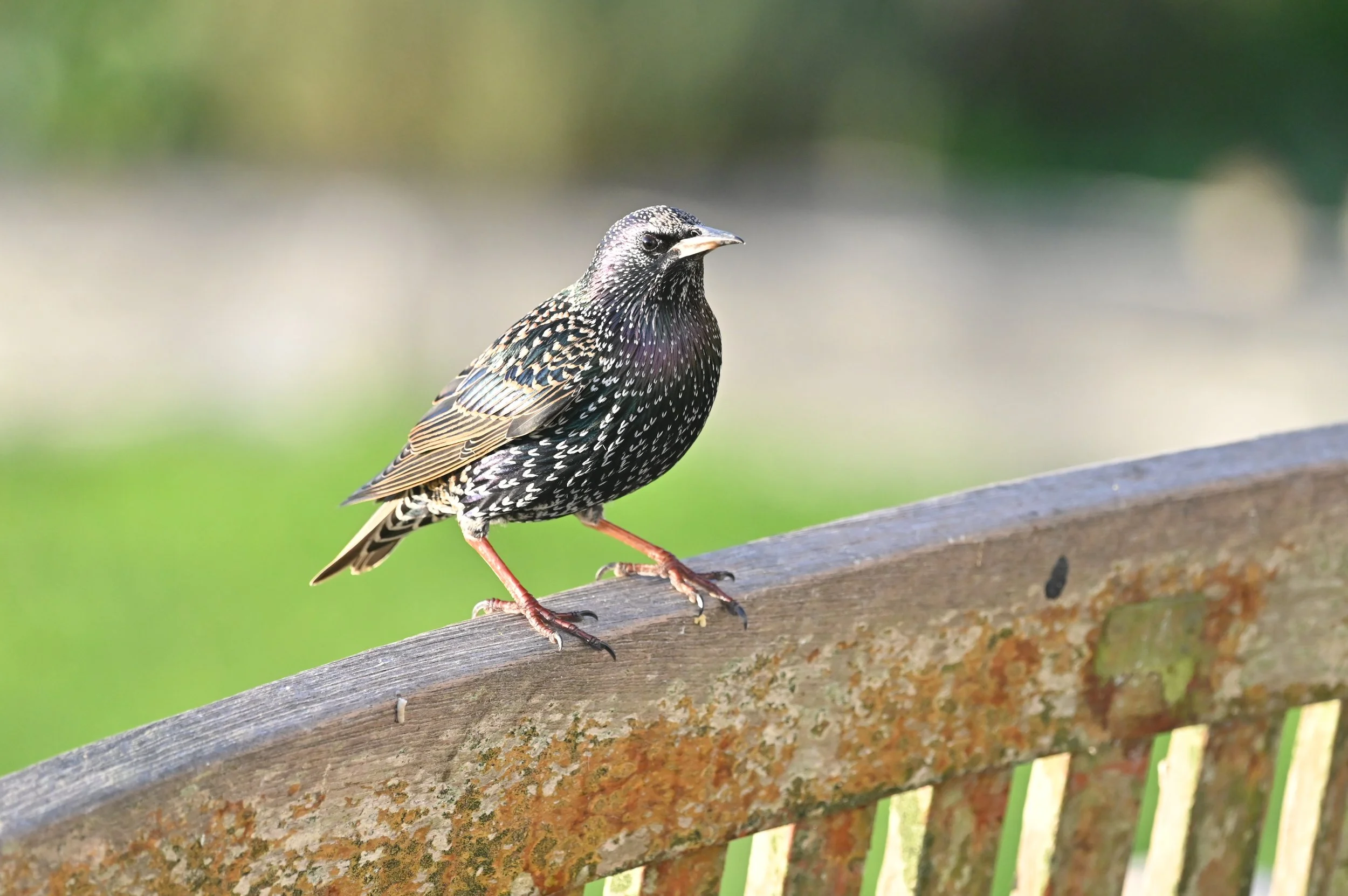 Starling