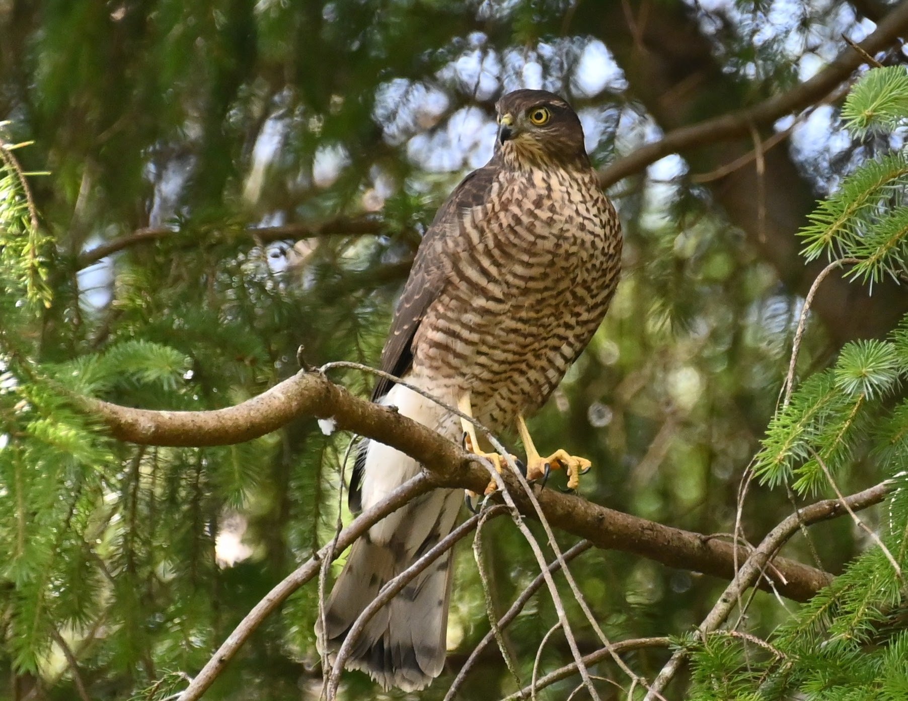 Sparrowhawk