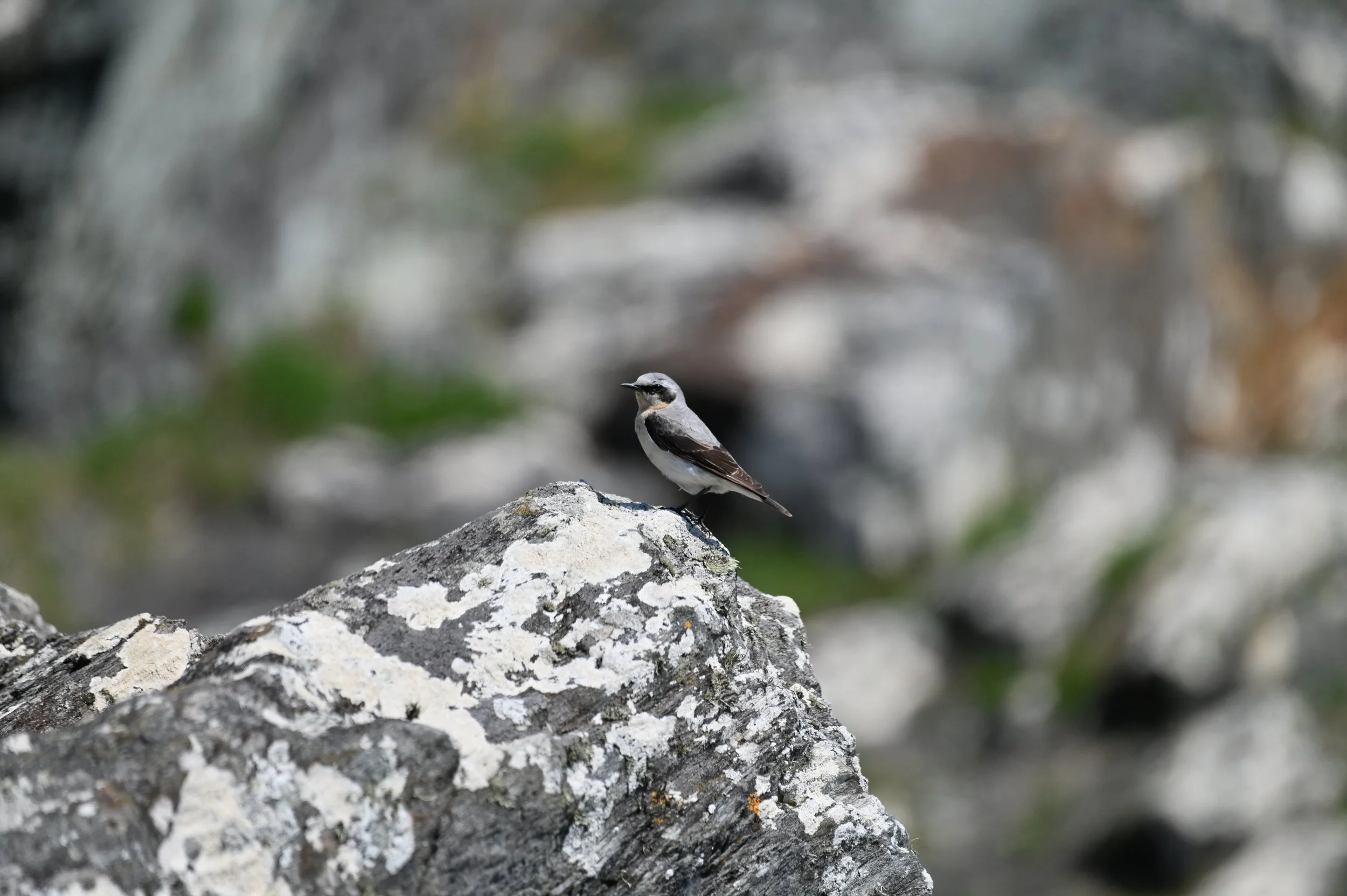 Wheatear