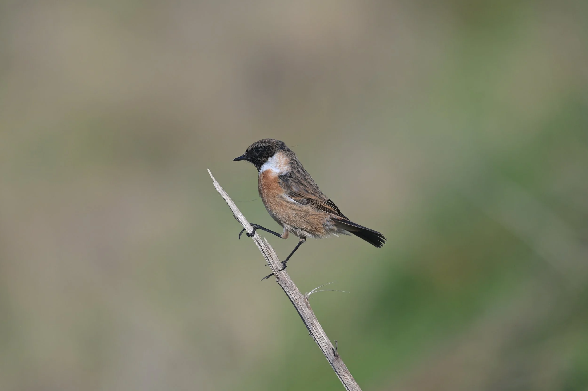 Stonechat
