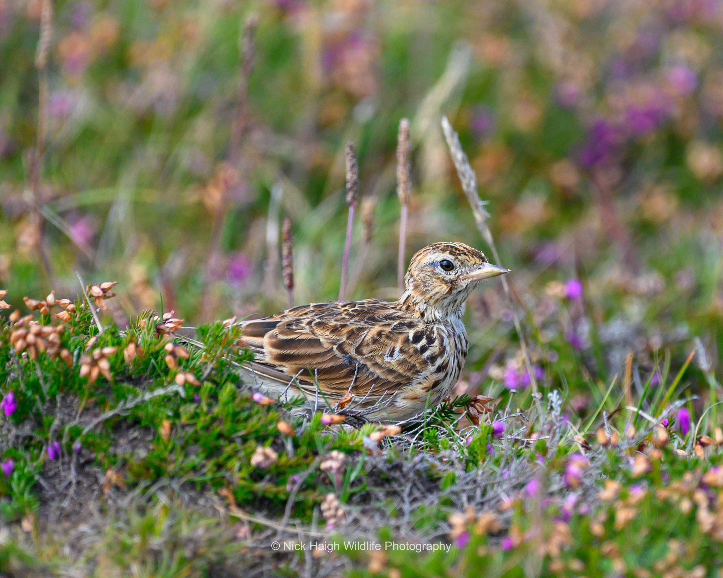 Skylark