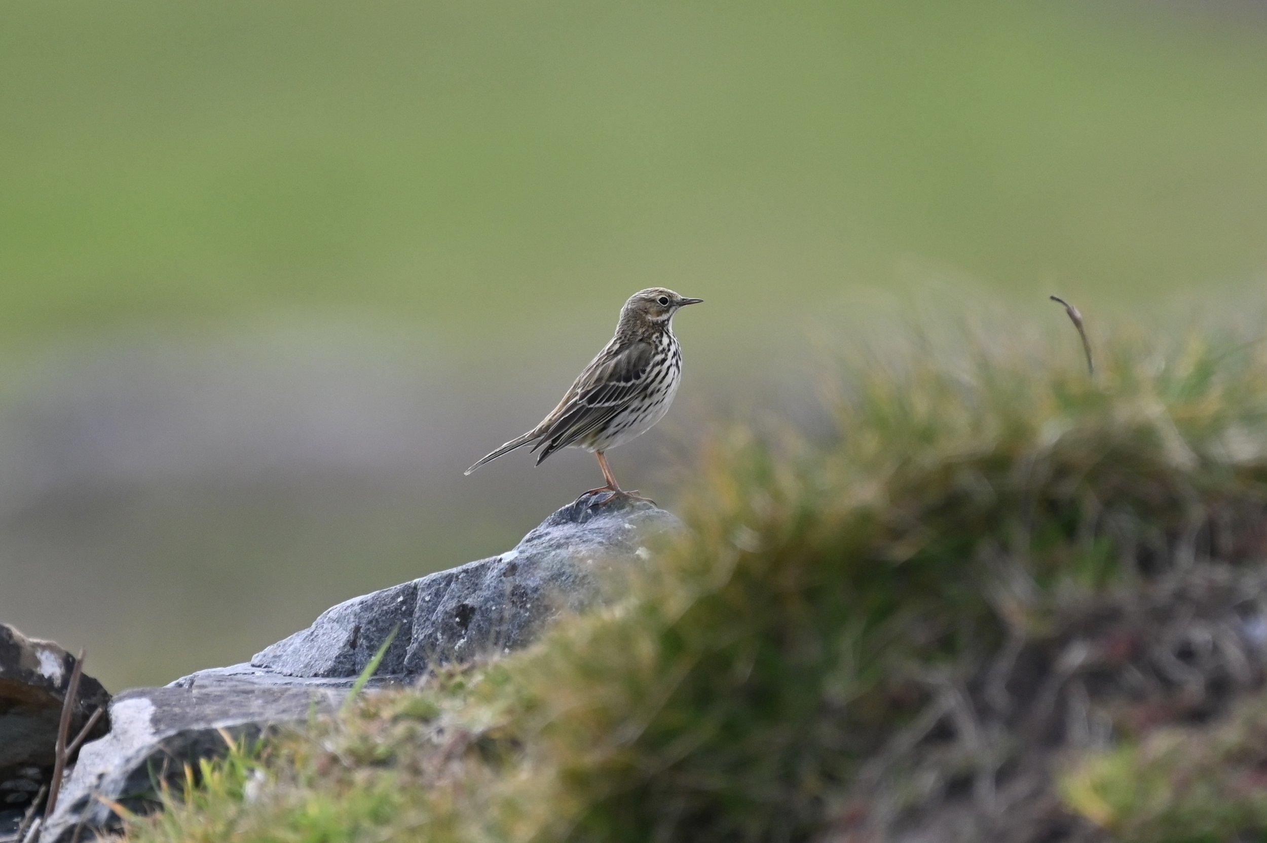 Meadow Pipit
